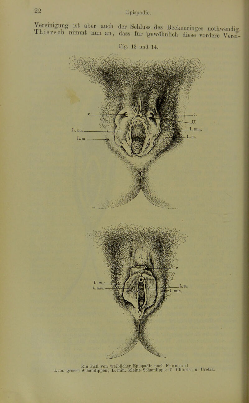 L.m. grosse Schamlippen; L.min. kleine Schamlippe; C. Clitoris; ii. Uretra.