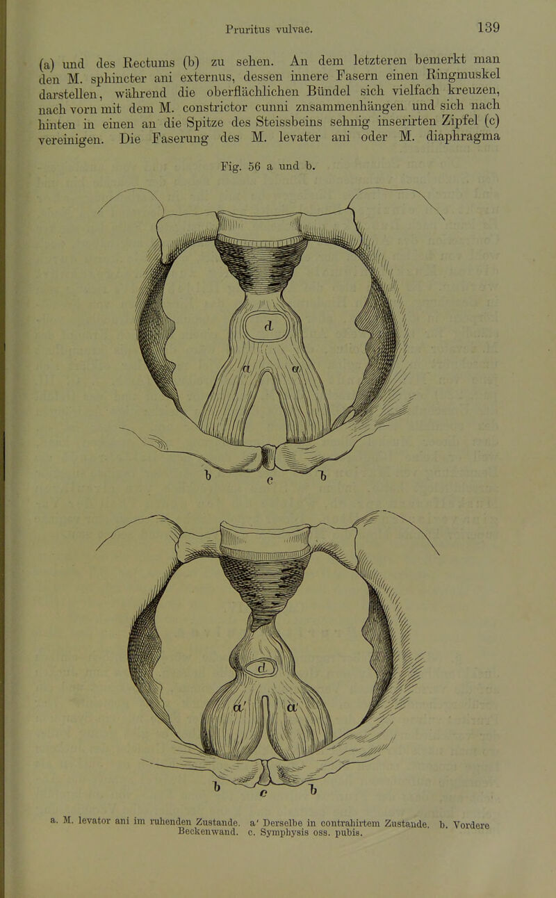 (a) und des Rectums (b) zu sehen. An dem letzteren bemerkt man den M. sphincter ani externus, dessen innere Fasern einen Ringmuskel darstellen, während die oberfläclilichen Bündel sich vielfach kreuzen, nach vorn mit dem M. constrictor cunni zusammenhängen und sich nach liinten in einen an die Spitze des Steissbeins sehnig inserirten Zipfel (c) vereinigen. Die Faserung des M. levater ani oder M. diaphragma Fig. 56 a und b. a. M. levator ani im ruhenden Zustande, a' Derselbe in contraliirtem Zustande, b. Vorderi Beckenwand, c. Symphysis oss. pubis.