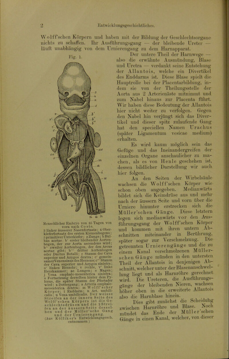 VVolffschen Körpern und haben mit der Bildung der Geschlechtsorgane nichts zu schaften. Ihr Ausführungsgang — der hleihende Ureter — läuft unabhängig von dem Urnierengang zu dem Harnapparat. Der untere Theil der Harnwege — also die erwähnte Ausmündung, Blase und Uretra — verdankt seine Entstehung der Allantois, welche ein Divertikel des Enddarms ist. Diese Blase spielt die Hauptrolle bei der Placentar])ildung, in- dem sie von der Theilungsstelle der Aorta aus 2 Arterienäste mitnimmt und zum Nabel hinaus zur Placenta führt. Wir haben diese Bedeutung der Allantois hier nicht weiter zu verfolgen. Gegen den Nabel hin verjüngt sich das Diver- tikel und dieser spitz zulaufende Gang hat den speciellen Namen Urachus (später Ligamentum vesicae medium) erhalten. Es wird kaum möglich sein das Gefüge und das Ineinandergreifen der einzelnen Organe anschaulicher zu ma- Henle geschehen ist, Darstellung wir auch Mensclilicher Embryo von 35 Tagen von vorn nach Co ste. 3 linker äusserer Nasenfortsatz; 4 Ober- kiefeifortsatz des ersten Kiemenbogens; ö primitiver Unterkiefer; z Zunge; b Bul- bus aortae; b' erster bleibender Aorten- bogen, der zur Aoi'ta ascendens ^vird; b zweiter Aortenbogen, der den Arcus aortae gibt; b' dritter Aortenbogen oder Ductus Botalli; c Stamm der Cava supei-ior und Azygos dextra; C gemem- samerVenensinus des Herzens; c Stamm der Cava superior und Azygos sinistra; o' linkes Herzohr; v rechte, v' linke Herzkammer; ae Lungen; e Magen; j Vena omphalo-mesenterica sinistra; 's Fortsetzung derselben liinter dem Py- lorus, die später Stamm der Pfortader wird; x Dottergang; a Arteria omphalo- mesenterica dextra; m Wolff'scher Körper; i Enddarm; n Art. umbili- calis; u Vena umbilicalis. Der wei.sse Streifen an der Innern Seite des Wolff'schen Körpers ist die Ge- schlechtsdrüsen und die 2Strei- fen an der äussern Seite dessel- ben und der Möller'sche Gang und der Urnierengang. (Aus Kölliker's Entwicklungsgesch. entnommen ) chen, als es von dessen bildlicher hier folgen. An den Seiten der Wirbelsäule wachsen die Wolff'schen Körper wie schon oben angegeben. Medianwärts bildet sich die Keimdrüse aus und mehr nach der äussern Seite und vorn über die Urniere hinunter erstrecken sich die Müller'schen Gänge. Diese letztern legen sich medianwärts vor den A-us- führungsgang der W^olff'schen Körper und kommen mit ihren untern Ab- schnitten miteinander in Berührung, später sogar zur Verschmelzung. Die getrennten Urnierengänge und die zu einem Kanal verschmolzenen Mülier- schen Gänge münden in den untersten Theil der Allantois in denjenigen Ab- schnitt, welcher unter derBlasenauschwel- lung liegt und als Harnröhre gerechnet wird. Die Ureteren, die Ausführungs- gänge der bleibenden Nieren, wachsen höher oben in die erweiterte Allantois also die Harnblase hinein. Dies gibt zunächst die Scheidung zwischen Harnröhre und Blase. Noch mündet das Ende der Müller'schen Gänge in einen Kanal, welcher, von dieser