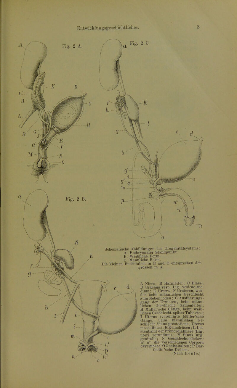 Fig. 2 C Schematische Abbildungen des ürogemtalsystems: A. Embryonaler Standpunkt. B. Weibliche Fomi. C. Männliche Form. Die kleinen Buchstaben in B und C entsprechen den grossen in A. A Niere; B Harnleiter; C Blase; D Urachus resp. Lig. vesicae me- dium ; E Uretra; F Umieren, wer- den beim männlichen Geschlecht zum Nebenhoden; G Ausfühinings- gang der Umieren, beim männ- lichen Geschlecht Samenleiter; H Müller'sche Gänge, beim weib- lichen Geschlecht später Tube etc.; I Uterus (vereinigte Müller'sche Gänge, beim männlichen Ge- schlecht Sinus prostaticus, Uterus masculinus); KKeimdi'üsen; L Lei- stenband derPrimordialniere (Lig. uteri rotundum); M Sinus urg. genitalis; N Geschlechtshöcker; n' n die verschiedenen Corpora cavemosa; 0 Genitalfalten; P Bar- tholin'sehe Drüsen. (Nach Henle.)