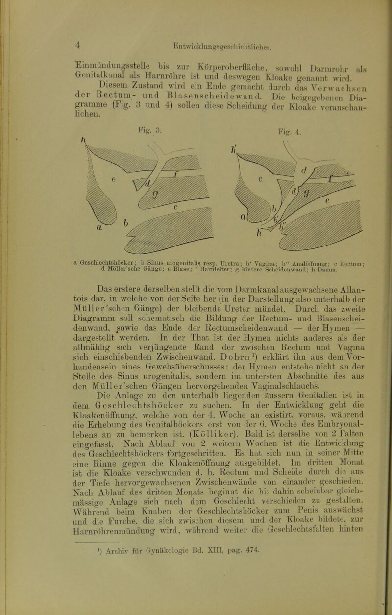 Einmünduiigsstelle bis zur Körperoberfliiche, .sowohl Darnirohr als Genitalkaual als Harnröhre ist und deswegen Kloake genannt wird. Diesem Zustand wird ein Ende gemaclit durch das Verwachsen der Rectum- und Blasenscheidewand. Die beigegebenen Dia- gramme (Fig. 3 und 4) sollen diese Scheidung der Kloake veranschau- lichen. Fig. 8. Fig. 4. a Geschleehtshöcker; b Sinus urogeiiitalis resp. Uretra; b' Vagina; b Analöffnung; c Rectum; d Möller'sehe Gänge; e Blase; f Harnleiter; g liintere Scheiden wand; h Damm. Das erstere derselben stellt die vom Darmkanal ausgewachsene Allan- tois dar, in welche von der Seite her (in der Darstellung also unterhalb der Müller'sehen Gänge) der bleibende Ureter mündet. Durch das zweite Diagramm soll schematisch die Bildung der Rectum- und ßlasenschei- denwand, sowie das Ende der Rectumscheidenwaud — der Hyänen — dargestellt werden. In der That ist der Hymen nichts anderes als der allmählig sich verjüngende Rand der zwischen Rectum und Vagina sich einschiebenden Zwischenwand. Dohrn^) erklärt ihn aus dem Vor- handensein eines Gewebsüberschusses: der Hymen entstehe nicht an der Stelle des Sinus urogenitalis, sondern im untersten Abschnitte des aus den Müll er'sehen Gängen hervorgehenden Vaginalschlauchs. Die Anlage zu den unterhalb liegenden äussern Genitalien ist in dem Geschlechtshöcker zu suchen. In der Entwicldung geht die Kloakenöffnung, welche von der 4. Woche an existirt, voraus, wälirend die Erhebung des Genitalhöckers erst von der (i. Woche des Embryonal- lebens an zu bemerken ist. (Kölliker). Bald ist derselbe von 2 Falten eingefasst. Nach Ablauf von 2 weitern Wochen ist die Entwicklung des Geschlechtshöckers fortgeschritten. Es hat sich nun in seiner Mitte eine Rinne gegen die Kloakenöffnung ausgebildet. Im dritten Monat ist die Kloake verschwunden d. h. Rectum und Scheide durch die aus der Tiefe hervorgewachsenen Zwischenwände von einander geschieden. Nach Ablauf des dritten Monats beginnt die bis dahin scheinbar gleich- massige Anlage sich nach dem Geschlecht verschieden zu gestalten. Während beim Knaben der Geschlechtshöcker zuni^ Penis auswächst und die Furche, die sich zwischen diesem und der Kloake bildete, zur Harnröhrenmündung wird, während weiter die Geschlechtsfalten hinten ') Archiv für Gynäkologie Bd. XIII, pag. 474.