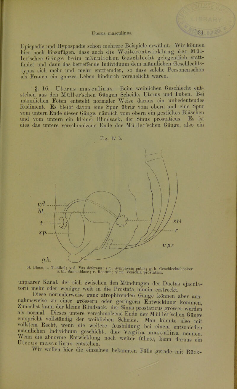 Epispadie und Hypospadie schon mehrere Beispiele erwähnt. Wir können hier noch hinzufügen, dass auch die Weiterentwicklung der Mül- le r'schen Gänge beim männlichen Geschlecht gelegentlich statt- findet und dann das betreffende Individuum dem männlichen Geschlechts- typus sich mehr und mehr entfremdet, so dass solche Personen schon als Frauen ein ganzes Leben hindurch verehelicht waren. §. 16. Uterus masculinus. Beim weiblichen Geschlecht ent- stehen aus den Müll ersehen Gängen Scheide, Uterus und Tuben. Bei männlichen Föten entsteht normaler Weise daraus ein unbedeutendes Rudiment. Es bleibt davon eine Spur übrig vom obern und eine Spur vom untern Ende dieser Gänge, nämlich vom obern ein gestieltes Bläschen und vom untern ein kleiner Blindsack, der Sinus prostaticus. Es ist dies das untere verschmolzene Ende der Mülle r'schen Gänge, also ein Fig. 17 b. bl. Blase; t. Testikel; v.d. Vas deferens; s.p. Symphysis pubis; g. Ii. GescWechtshöcker: s.bl. Sameiiblase; r. Eectum; v.pr. Vesicula prostatica. unpaarer Kanal, der sich zwischen den Mündungen der Ductus ejacula- torii mehr oder weniger weit in die Prostata liinein erstreckt. Diese normalerweise ganz atrophirenden Gänge können aber aus- nahmsweise zu einer grössern oder geringem Entwicklung kommen. Zunächst kann der kleine Blindsack, der Sinus prostaticus grösser werden als normal. Dieses untere verschmolzene Ende der Müller'schen Gäno-e entspricht vollständig der weiblichen Scheide. Man könnte also mit vollstem Recht, wenn die weitere Ausbildung bei einem entschieden männlichen Individuum geschieht, dies Vagina masculina nennen Wenn die abnorme Entwicklung noch weiter führte, kann daraus ein Uterus masculinus entstehen. Wir wollen hier die einzelnen bekannten Fälle gerade mit Rück-