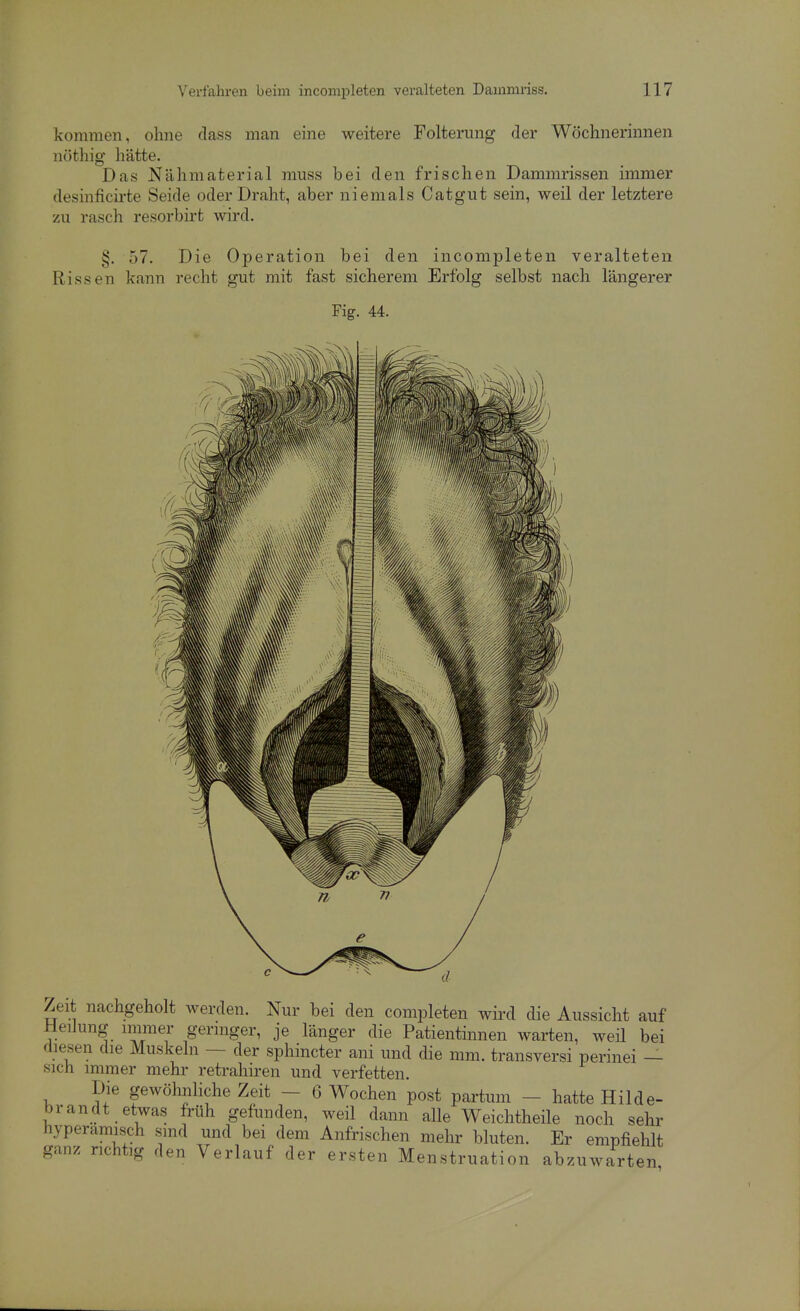 kommen, ohne dass man eine weitere Folterung der Wöchnerinnen nöthig hätte. Das Nähmaterial muss bei den frischen Dammrissen immer desinficirte Seide oder Draht, aber niemals Catgut sein, weil der letztere zu rasch resorbirt wird. §. 57. Die Operation bei den incompleten veralteten Rissen kann recht gut mit fast sicherem Erfolg selbst nach längerer Fig. 44. Zeit nachgeholt werden. Nur bei den completen wird die Aussicht auf Heilung immer geringer, je länger die Patientinnen warten, weil bei diesen die Muskeln — der sphincter ani und die mm. transversi perinei — sich immer mehr retrahiren und verfetten. Die gewöhnliche Zeit - 6 Wochen post partum - hatte Hilde- brandt etwas früh gefunden, weil dann alle Weichtheile noch sehr hyperamisch sind und bei dem Anfrischen mehr bluten. Er empfiehlt ganz richtig den Verlauf der ersten Menstruation abzuwarten