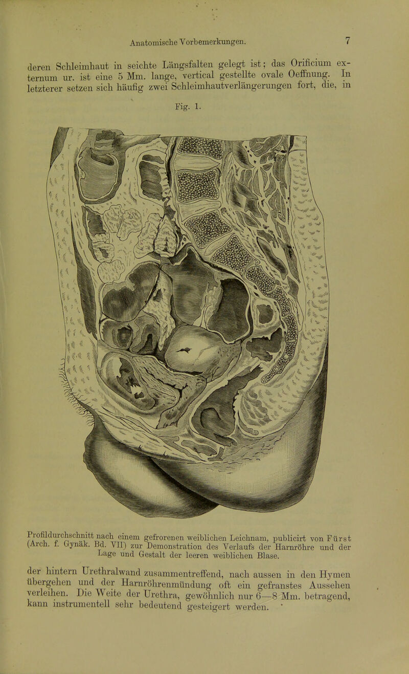 deren Schleimhaut m seichte Längsfalten gelegt ist; das Orificium ex- ternum ur. ist eine 5 Mm. lange, vertical gestellte ovale Oefl&iung. In letzterer setzen sich häufig zwei Schleimhautverlängerungen fort, die, m Fig. 1. Profildurchschnitt nach einem gefrorenen weiblichen Leichnam, publicirt von Fürst (Arch. t. bynak. Bd. VII) zur Demonstration des Verlaufs der Harnröhre und der Lage und Gestalt der leeren weiblichen Blase. der hintern Urethralwand zusammentreffend, nach aussen in den Hymen übergehen und der Harnröhrenmündung oft ein gefranstes Aussehen verleihen. Die Weite der Urethra, gewöhnlich nur 6—8 Mm. betragend, kann instrumenteil sehr bedeutend gesteigert werden. 
