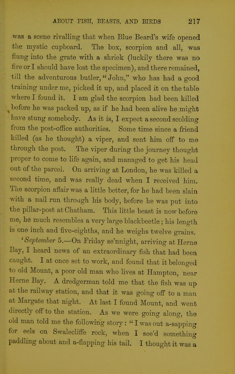 was a scene rivalling that when Blue Beard's wife opened the mystic cupboard. The box, scorpion and all, was flung into the grate with a shriek (luckily there was no fire or I should have lost the specimen), and there remained, till the adventurous butler, John, who has had a good training under me, picked it up, and placed it on the table where I found it. I am glad the scorpion had been killed before he was packed up, as if he had been alive he might liave stung somebody. As it is, I expect a second scolding from the post-office authorities. Some time since a friend killed (as he thought) a viper, and sent him olf to me through the post. The viper during the journey thought proper to come to life again, and managed to get his head out of the parcel. On arriving at London, he was killed a second time, and was really dead when I received him. The scorpion affair was a little better, for he had been slain with a nail run through his body, before he was put into the pillar-post at Chatham. This little beast is now before me, he much resembles a very large blackbeetle; his length is one inch and five-eighths, and he weighs twelve grains. 'September 5.—On Friday se'nnight, arriving at Heme Bay, I heard news of an extraordinary fish that had been caught. I at once set to work, and found that it belonged to old Mount, a poor old man who lives at Hampton, near Heme Bay. A dredgerman told me that the fish was up at the railway station, and that it was going off to a man at Margate that night. At last I found Mount, and went directly off to the station. As we were going along, the old man told me the following story : «I was out a-sapping for eels on Swalecliffe rock, when I see'd something paddling about and a-flapping his taU. I thought it was a