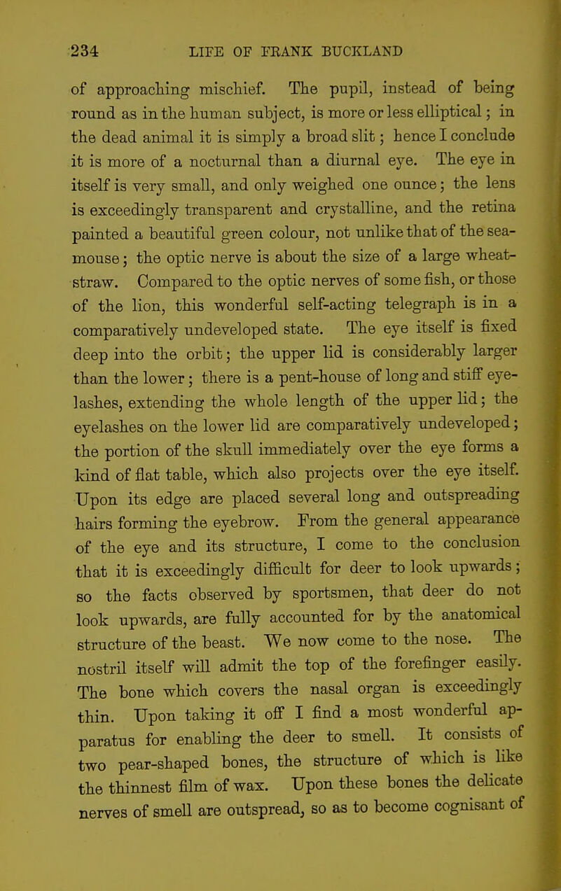 of approacliing mischief. The pupil, instead of being round as in the human subject, is more or less elliptical; in the dead animal it is simply a broad slit; hence I conclude it is more of a nocturnal than a diurnal eye. The eye in itself is very small, and only weighed one ounce; the lens is exceedingly transparent and crystalline, and the retina painted a beautiful green colour, not unlike that of the sea- mouse ; the optic nerve is about the size of a large wheat- straw. Compared to the optic nerves of some fish, or those of the lion, this wonderful self-acting telegraph is in a comparatively undeveloped state. The eye itself is fixed deep into the orbit; the upper lid is considerably larger than the lower; there is a pent-house of long and stiff eye- lashes, extending the whole length of the upper Kd; the eyelashes on the lower lid are comparatively undeveloped; the portion of the skull immediately over the eye forms a kind of flat table, which also projects over the eye itself. Upon its edge are placed several long and outspreading hairs forming the eyebrow. From the general appearance of the eye and its structure, I come to the conclusion that it is exceedingly difficult for deer to look upwards; so the facts observed by sportsmen, that deer do not look upwards, are fully accounted for by the anatomical structure of the beast. We now come to the nose. The nostrH itself will admit the top of the forefinger easUy. The bone which covers the nasal organ is exceedingly thin. Upon taking it off I find a most wonderful ap- paratus for enabling the deer to smell. It consists of two pear-shaped bones, the structure of which is like the thinnest film of wax. Upon these bones the deHcate nerves of smell are outspread, so as to become cognisant of