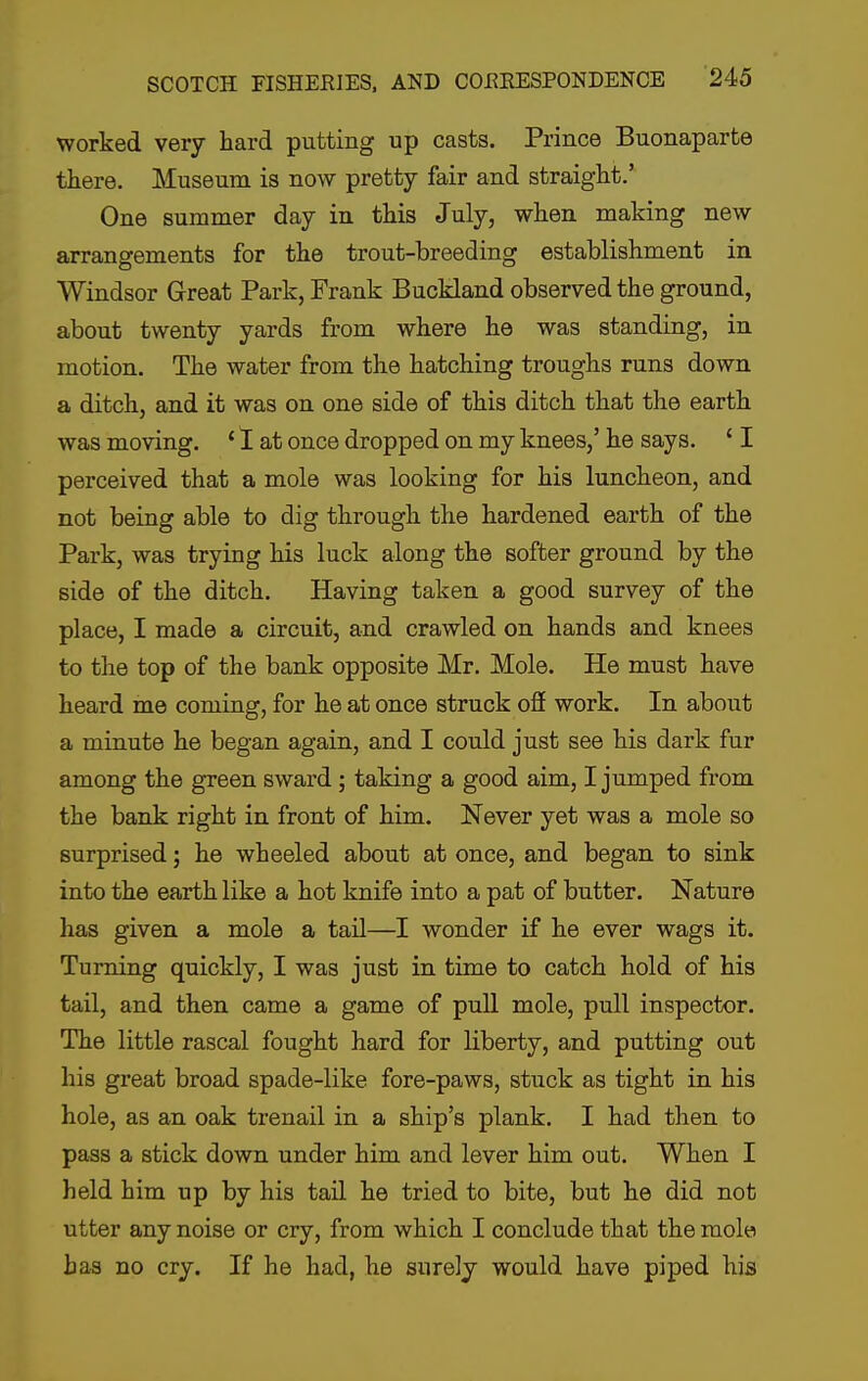 worked very hard putting up casts. Prince Buonaparte there. Museum is now pretty fair and straight.' One summer day in this July, when making new arrangements for the trout-breeding establishment in Windsor Great Park, Frank Buckland observed the ground, about twenty yards from where he was standing, in motion. The water from the hatching troughs runs down a ditch, and it was on one side of this ditch that the earth was moving. * 1 at once dropped on my knees,' he says. ' I perceived that a mole was looking for his luncheon, and not being able to dig through the hardened earth of the Park, was trying his luck along the softer ground by the side of the ditch. Having taken a good survey of the place, I made a circuit, and crawled on hands and knees to the top of the bank opposite Mr. Mole. He must have heard me coming, for he at once struck o3 work. In about a minute he began again, and I could just see his dark fur among the green sward ; taking a good aim, I jumped from the bank right in front of him. Never yet was a mole so surprised; he wheeled about at once, and began to sink into the earth like a hot knife into a pat of butter. Nature has given a mole a tail—I wonder if he ever wags it. Turning quickly, I was just in time to catch hold of his tail, and then came a game of puU mole, pull inspector. The little rascal fought hard for liberty, and putting out his great broad spade-like fore-paws, stuck as tight in his hole, as an oak trenail in a ship's plank. I had then to pass a stick down under him and lever him out. When I held him up by his tail he tried to bite, but he did not utter any noise or cry, from which I conclude that the mole has no cry. If he had, he surely would have piped his