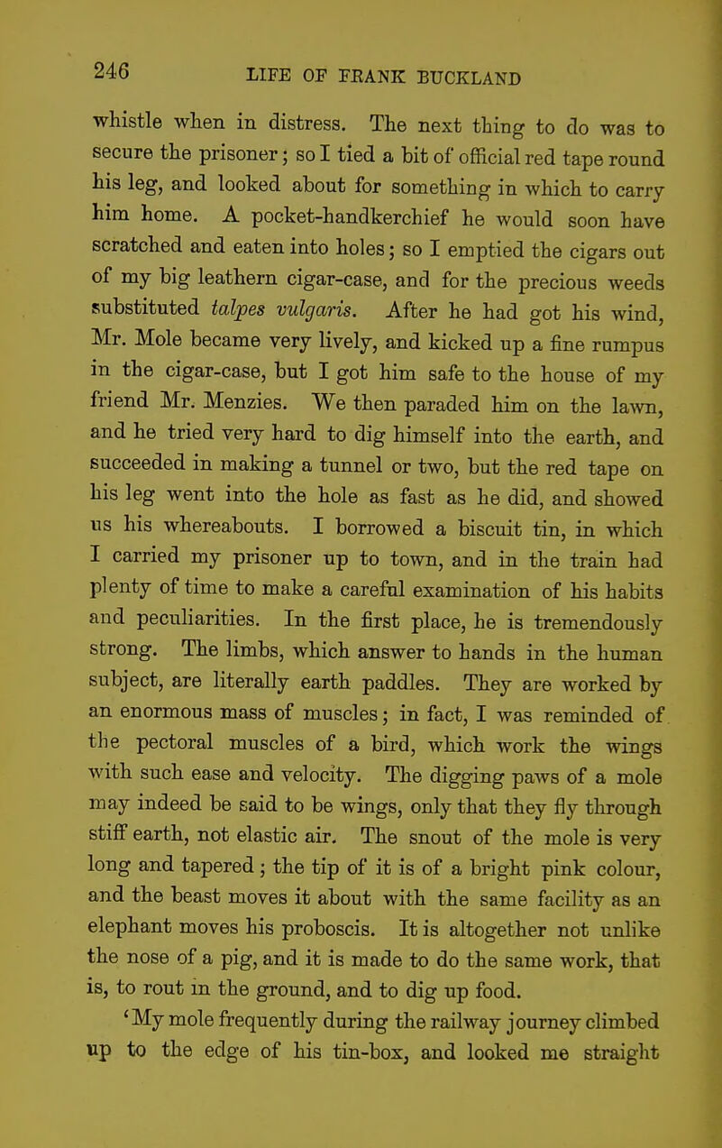 whistle when in distress. The next thing to do was to secure the prisoner; so I tied a bit of official red tape round his leg, and looked about for something in which to carry him home. A pocket-handkerchief he would soon have scratched and eaten into holes; so I emptied the cigars out of my big leathern cigar-case, and for the precious weeds substituted ialpes vulgaris. After he had got his wind, Mr. Mole became very lively, and kicked up a fine rumpus in the cigar-case, but I got him safe to the house of my friend Mr. Menzies. We then paraded him on the lawn, and he tried very hard to dig himself into the earth, and succeeded in making a tunnel or two, but the red tape on his leg went into the hole as fast as he did, and showed us his whereabouts. I borrowed a biscuit tin, in which I carried my prisoner up to town, and in the train had plenty of time to make a careful examination of his habits and peculiarities. In the first place, he is tremendously strong. The limbs, which answer to hands in the human subject, are literally earth paddles. They are worked by an enormous mass of muscles; in fact, I was reminded of the pectoral muscles of a bird, which work the wings with such ease and velocity. The digging paws of a mole may indeed be said to be wings, only that they fly through stiff earth, not elastic air. The snout of the mole is very long and tapered; the tip of it is of a bright pink colour, and the beast moves it about with the same facility as an elephant moves his proboscis. It is altogether not unlike the nose of a pig, and it is made to do the same work, that is, to rout m the ground, and to dig up food. 'My mole frequently during the railway journey climbed up to the edge of his tin-box, and looked me straight