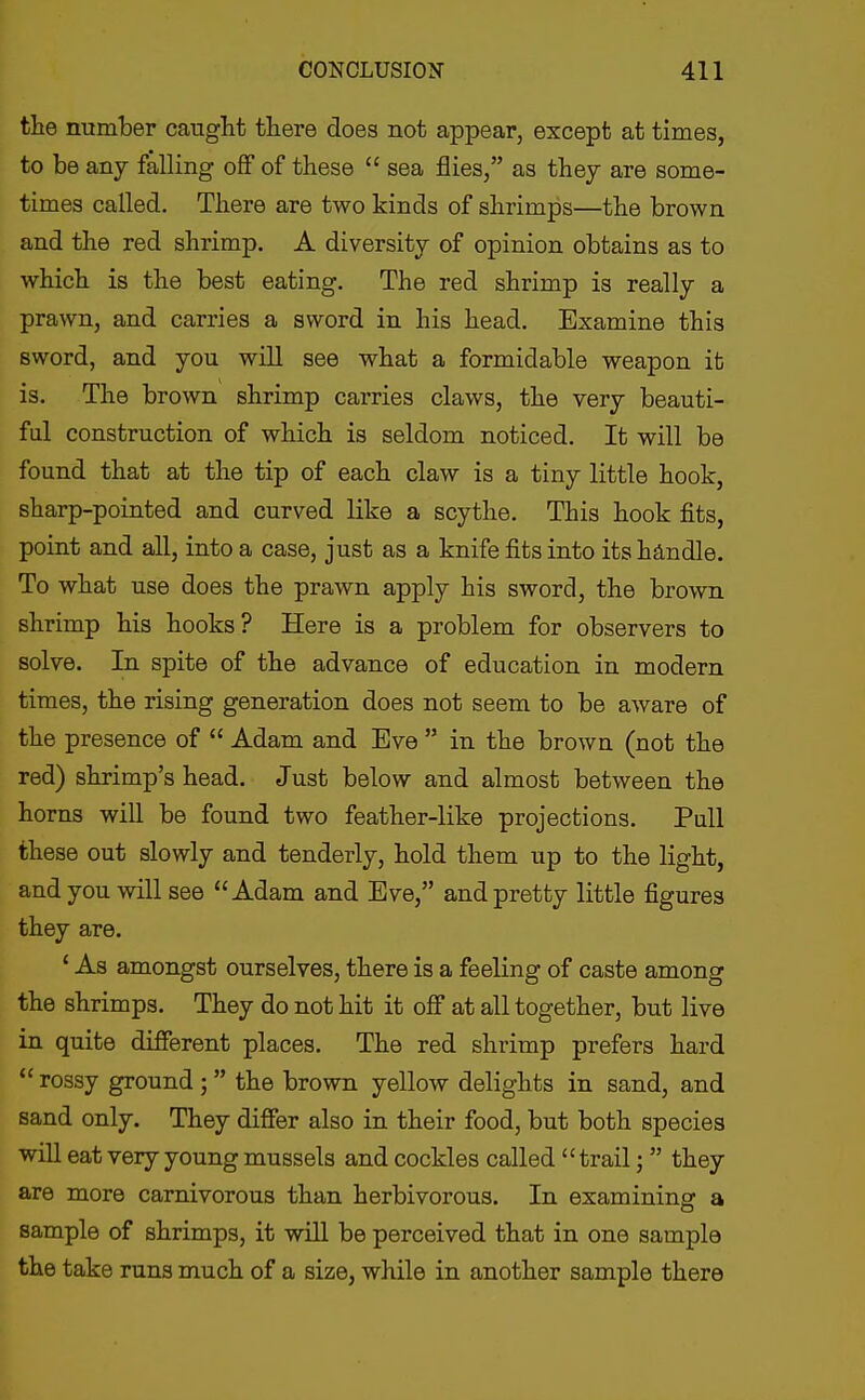 the number caught there does not appear, except at times, to be any falling off of these  sea flies, as they are some- times called. There are two kinds of shrimps—the brown and the red shrimp. A diversity of opinion obtains as to which is the best eating. The red shrimp is really a prawn, and carries a sword in his head. Examine this sword, and you will see what a formidable weapon it is. The brown shrimp cai-ries claws, the very beauti- ful construction of which is seldom noticed. It will be found that at the tip of each claw is a tiny little hook, sharp-pointed and curved like a scythe. This hook fits, point and all, into a case, just as a knife fits into its handle. To what use does the prawn apply his sword, the brown shrimp his hooks? Here is a problem for observers to solve. In spite of the advance of education in modern times, the rising generation does not seem to be aware of the presence of  Adam and Eve  in the brown (not the red) shrimp's head. Just below and almost between the horns will be found two feather-like projections. Pull these out slowly and tenderly, hold them up to the light, and you will see Adam and Eve, and pretty little figures they are. ' As amongst ourselves, there is a feeling of caste among the shrimps. They do not hit it off at all together, but live in quite different places. The red shrimp prefers hard  rossy ground ; the brown yellow delights in sand, and sand only. They differ also in their food, but both species will eat very young mussels and cockles called trail;  they are more carnivorous than herbivorous. In examining a sample of shrimps, it will be perceived that in one sample the take runs much of a size, while in another sample there