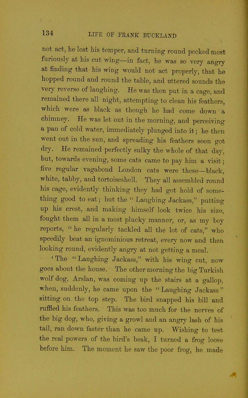 not act, lie lost liis temper, and turning round pecked most furiously at his cut wing—in fact, lie was so very angry at finding that his wing would not act properly, that he hopped round and round the table, and uttered sounds the very reverse of laughing. He was then put in a cage, and remained there all night, attempting to clean his feathers, which were as black as though he had come down a chimney. He was let out in the morning, and perceiving a pan of cold water, immediately plunged into it; he then went out in the sun, and spreading his feathers soon got dry. He remained perfectly sulky the whole of that day, but, towards evening, some cats came to pay him a visit; five regular vagabond London cats were these—black, white, tabby, and tortoiseshell. They all assembled round his cage, evidently thinking they had got hold of some- thing good to eat; but the  Laughing Jackass, putting up his crest, and making himself look twice his size, fought them all in a most plucky manner, or, as my boy reports,  he regularly tackled all the lot of cats, who speedily beat an ignominious retreat, every now and then looking round, evidently angry at not getting a meal. 'The Laughing Jackass, with his wing cut, now goes about the house. The other morning the big Turkish wolf dog, Arslan, was coming up the stairs at a gallop, when, suddenly, he came upon the  Laughing Jackass  sitting on the top step. The bird snapped his bill and ruffled his feathers. This was too much for the nerves of the big dog, who, giving a growl and an angry lash of his tail, ran down faster than he came up. Wishing to test the real powers of the bird's beak, I turned a frog loose before him. The moment he saw the poor frog, he made