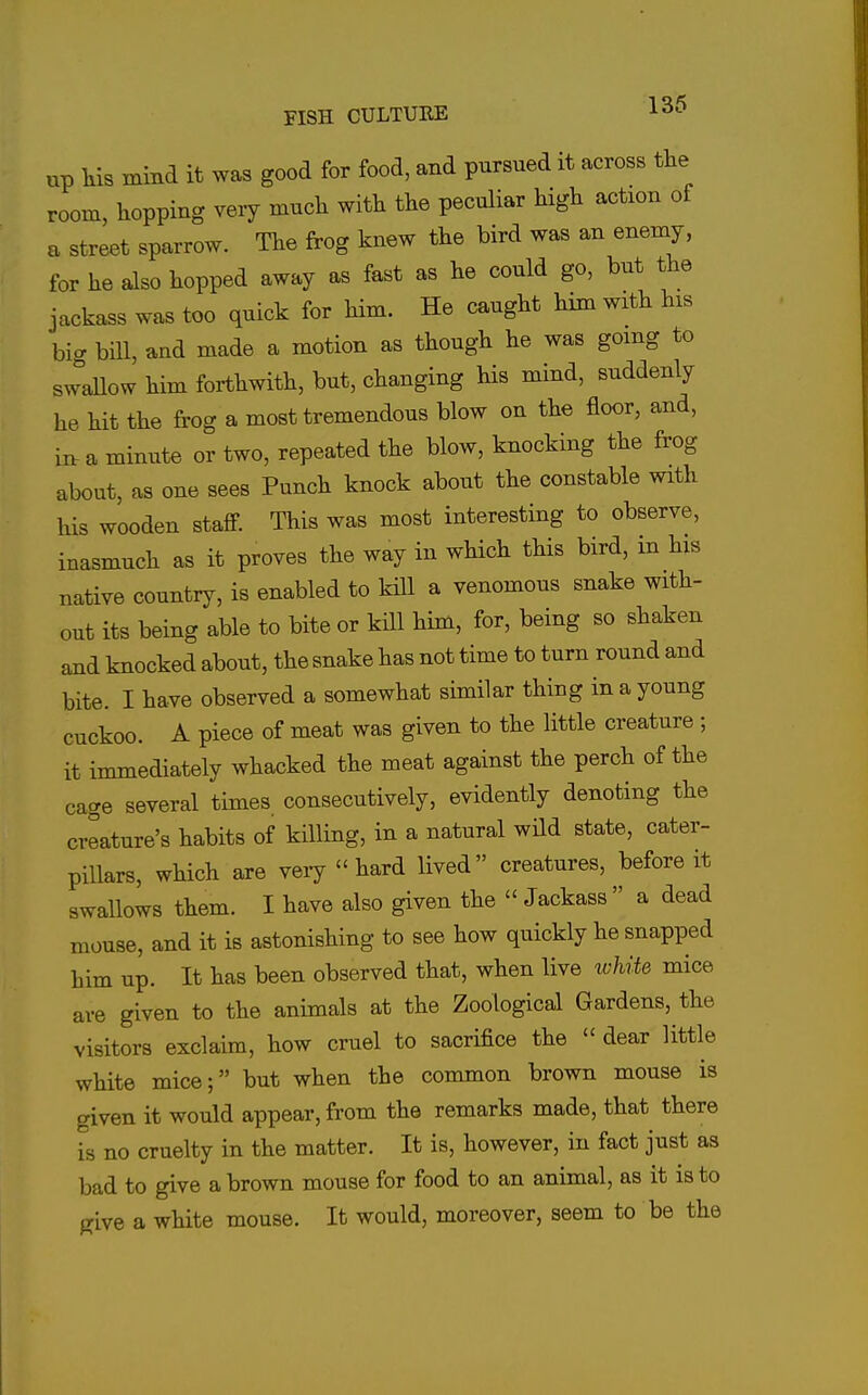up His mmd it was good for food, and pursued it across the room, hopping very much with the peculiar high action of a street sparrow. The frog knew the bird was an enemy, for he also hopped away as fast as he could go, but the jackass was too quick for him. He caught him with his big bill, and made a motion as though he was going to swaUow him forthwith, but, changing his mind, suddenly he hit the frog a most tremendous blow on the floor, and, in. a minute or two, repeated the blow, knocking the frog about, as one sees Punch knock about the constable with his wooden staff. This was most interesting to observe, inasmuch as it proves the way in which this bird, in his native country, is enabled to kHl a venomous snake with- out its being able to bite or kill him, for, being so shaken and knocked about, the snake has not time to turn round and bite. I have observed a somewhat similar thing in a young cuckoo. A piece of meat was given to the little creature ; it immediately whacked the meat against the perch of the cage several times consecutively, evidently denoting the creature's habits of killing, in a natural wild state, cater- pillars, which are very hard lived creatures, before it swallows them. I have also given the  Jackass a dead mouse, and it is astonishing to see how quickly he snapped him up. It has been observed that, when live white mice are given to the animals at the Zoological Gardens, the visitors exclaim, how cruel to sacrifice the  dear little white mice; but when the common brown mouse is given it would appear, from the remarks made, that there is no cruelty in the matter. It is, however, in fact just as bad to give a brown mouse for food to an animal, as it is to give a white mouse. It would, moreover, seem to be the