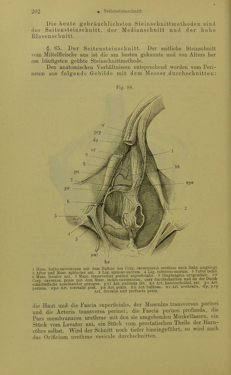 Die heute gebräuchlichsten Steinschnittniethoden sind der Seitensteinschnitt, der Medianschnitt und der hohe Blasenschnitt. §. 85. Der Seitensteinschnitt. Der seitliche Steinschnitt vom Mittelfleische aus ist die am besten gekannte und von Alters her am häufigsten geübte Steinschnittmethode. Den anatomischen Verhältnissen entsprechend werden vom Peri- neum aus folgende Gebilde mit dem Messer durchschnitten: Fi«. 88. spo 1 Muse bulbo-caveruosus mit dem Bulbus des Corp. cavernosum urethrae nach links umgelegt. ■' After und Muse, sphineter ani. 3 Lig. splnoso-sacrum. 4 Lig. tuberoso-saerum. 6 Tuber isaru. Ü Muse levator ani. 7 Muse, transversus perinei superficialis. 8 Diaphragma urogenitale^ 99 Corp cavernos. penis mit dem Muse, ischio-eavernosus, quer durchschnitten und an der Uurch- schnittsfiache auseinander gezogen, pui Art. pudenda int. he Art. haemorrhoidal. ext. pe Art. spo Art. scrotalis post. pn Art. penis. bb Art. bulbosa. ur Art. uvethralis. dp, prp Art. dorsalis und profunda penis. pennea. die Haut und die Fascia superficialis, der Musculus transversus perinei und die Arteria transversa perinei, die Fascia perinei profunda, die Pars membranacea urethrae mit den sie umgebenden Muskelfasern, ein Stück vom Levator ani, ein Stück vom prostatischen Theile der Harn- röhre selbst. Wird der Schnitt noch tiefer hineingeführt, so wird auch das Orificium urethrae vesicale durchschnitten.
