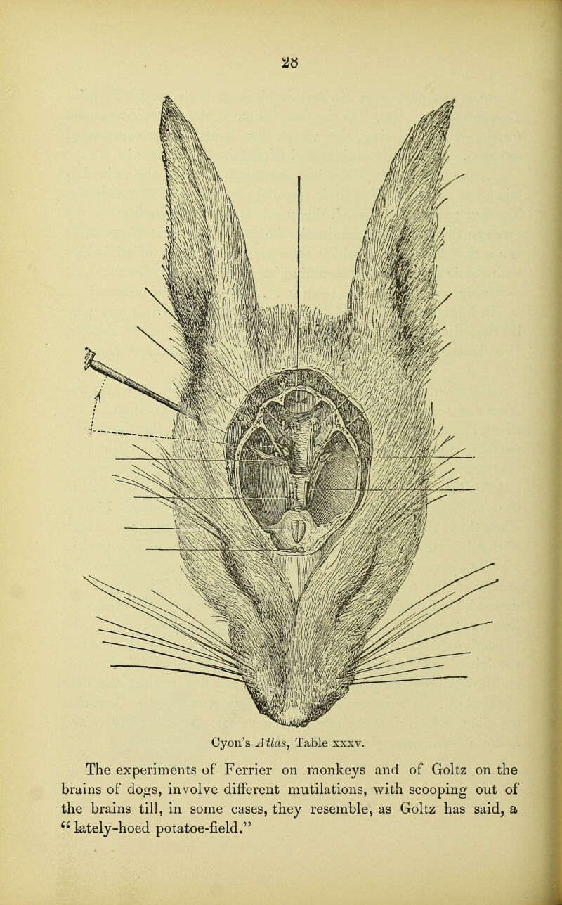 2« Cyon's Atlas, Table xxxv. The experiments of Ferrier on monkeys and of Goltz on the bmins of do^j^s, involve different mutilations, with scooping out of the brains till, in some cases, they resemblej as Goltz has said, a  lately-hoed potatoe-field.