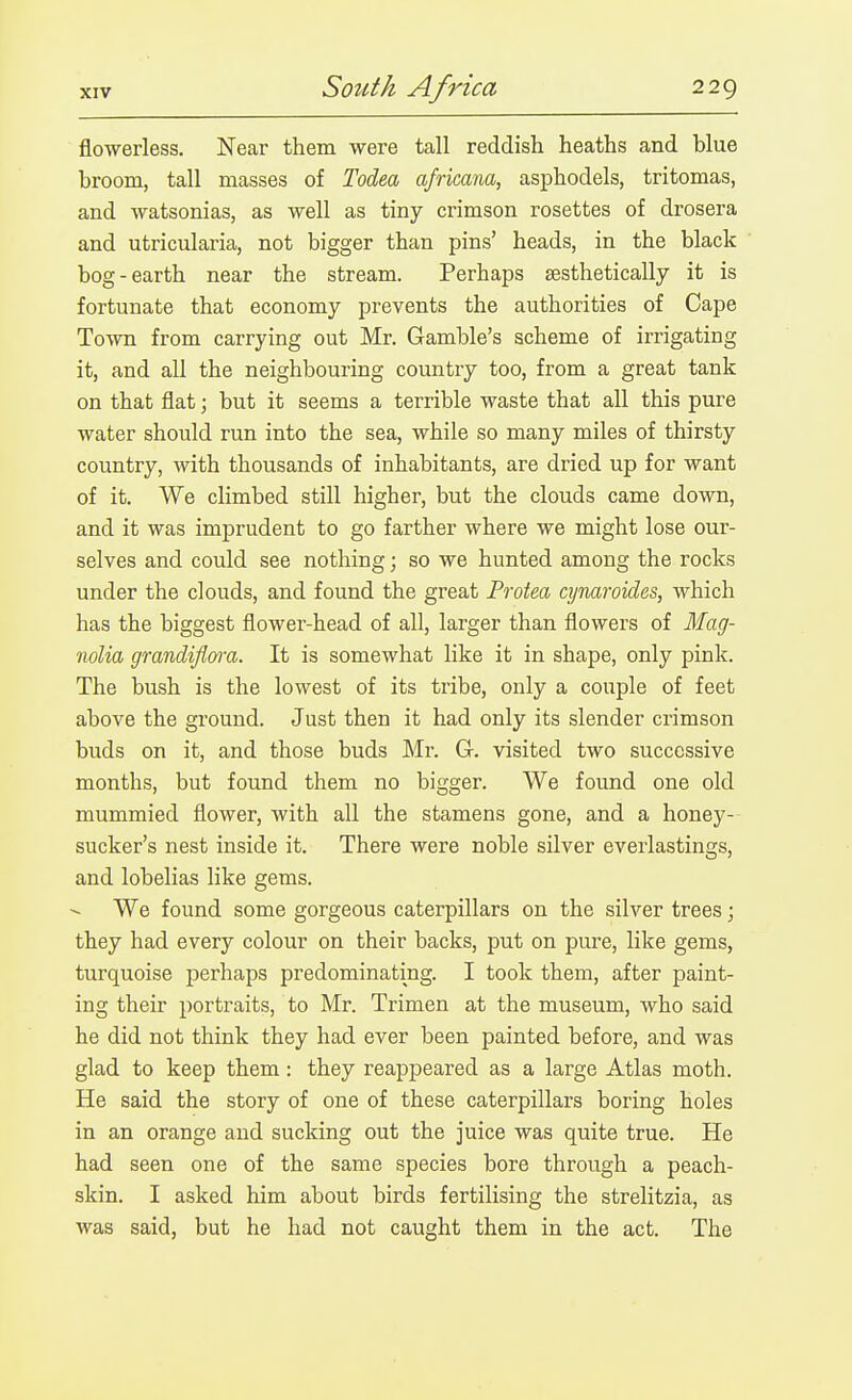 flowerless. Near them were tall reddish heaths and blue broom, tall masses of Todea africam, asphodels, tritomas, and watsonias, as well as tiny crimson rosettes of drosera and utricularia, not bigger than pins' heads, in the black bog-earth near the stream. Perhaps aesthetically it is fortunate that economy prevents the authorities of Cape Town from carrying out Mr. Gamble's scheme of irrigating it, and all the neighbouring country too, from a great tank on that flat; but it seems a terrible waste that all this pure water should run into the sea, while so many miles of thirsty country, with thousands of inhabitants, are dried up for want of it. We climbed still higher, but the clouds came down, and it was imprudent to go farther where we might lose our- selves and could see nothing; so we hunted among the rocks under the clouds, and found the great Protea cynaroides, which has the biggest flower-head of all, larger than flowers of Mag- nolia grandifiwa. It is somewhat like it in shape, only pink. The bush is the lowest of its tribe, only a couple of feet above the ground. Just then it had only its slender crimson buds on it, and those buds Mr. G. visited two successive months, but found them no bigger. We found one old mummied flower, with all the stamens gone, and a honey- sucker's nest inside it. There were noble silver everlastings, and lobelias like gems. We found some gorgeous caterpillars on the silver trees; they had every colour on their backs, put on pure, like gems, turquoise perhaps predominating. I took them, after paint- ing their portraits, to Mr. Trimen at the museum, who said he did not think they had ever been painted before, and was glad to keep them: they reappeared as a large Atlas moth. He said the story of one of these caterpillars boring holes in an orange and sucking out the juice was quite true. He had seen one of the same species bore through a peach- skin. I asked him about birds fertilising the strelitzia, as was said, but he had not caught them in the act. The
