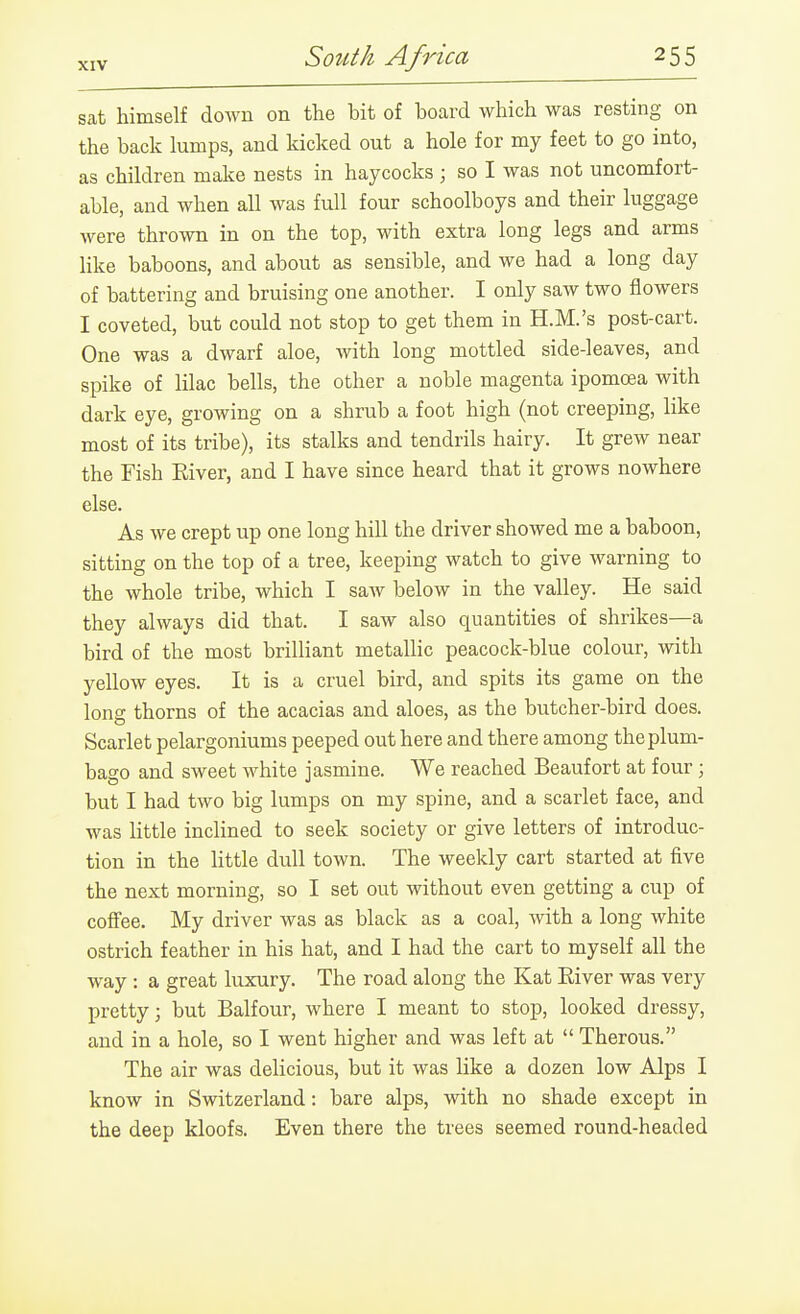 sat himself down on the bit of board which was resting on the back lumps, and kicked out a hole for my feet to go into, as children make nests in haycocks • so I was not uncomfort- able, and when all was full four schoolboys and their luggage were thrown in on the top, with extra long legs and arms like baboons, and about as sensible, and we had a long day of battering and bruising one another. I only saw two flowers I coveted, but could not stop to get them in H.M.'s post-cart. One was a dwarf aloe, with long mottled side-leaves, and spike of lilac bells, the other a noble magenta ipomoea with dark eye, growing on a shrub a foot high (not creeping, like most of its tribe), its stalks and tendrils hairy. It grew near the Fish River, and I have since heard that it grows nowhere else. As we crept up one long hill the driver showed me a baboon, sitting on the top of a tree, keeping watch to give warning to the whole tribe, which I saw below in the valley. He said they always did that. I saw also quantities of shrikes—a bird of the most brilliant metallic peacock-blue colour, with yellow eyes. It is a cruel bird, and spits its game on the long thorns of the acacias and aloes, as the butcher-bird does. Scarlet pelargoniums peeped out here and there among the plum- bago and sweet white jasmine. We reached Beaufort at four ; but I had two big lumps on my spine, and a scarlet face, and was little inclined to seek society or give letters of introduc- tion in the little dull town. The weekly cart started at five the next morning, so I set out without even getting a cup of coflfee. My driver was as black as a coal, Avith a long white ostrich feather in his hat, and I had the cart to myself all the way: a great luxury. The road along the Kat River was very pretty; but Balfour, where I meant to stop, looked dressy, and in a hole, so I went higher and was left at  Therous. The air was delicious, but it was like a dozen low Alps I know in Switzerland: bare alps, with no shade except in the deep kloofs. Even there the trees seemed round-headed