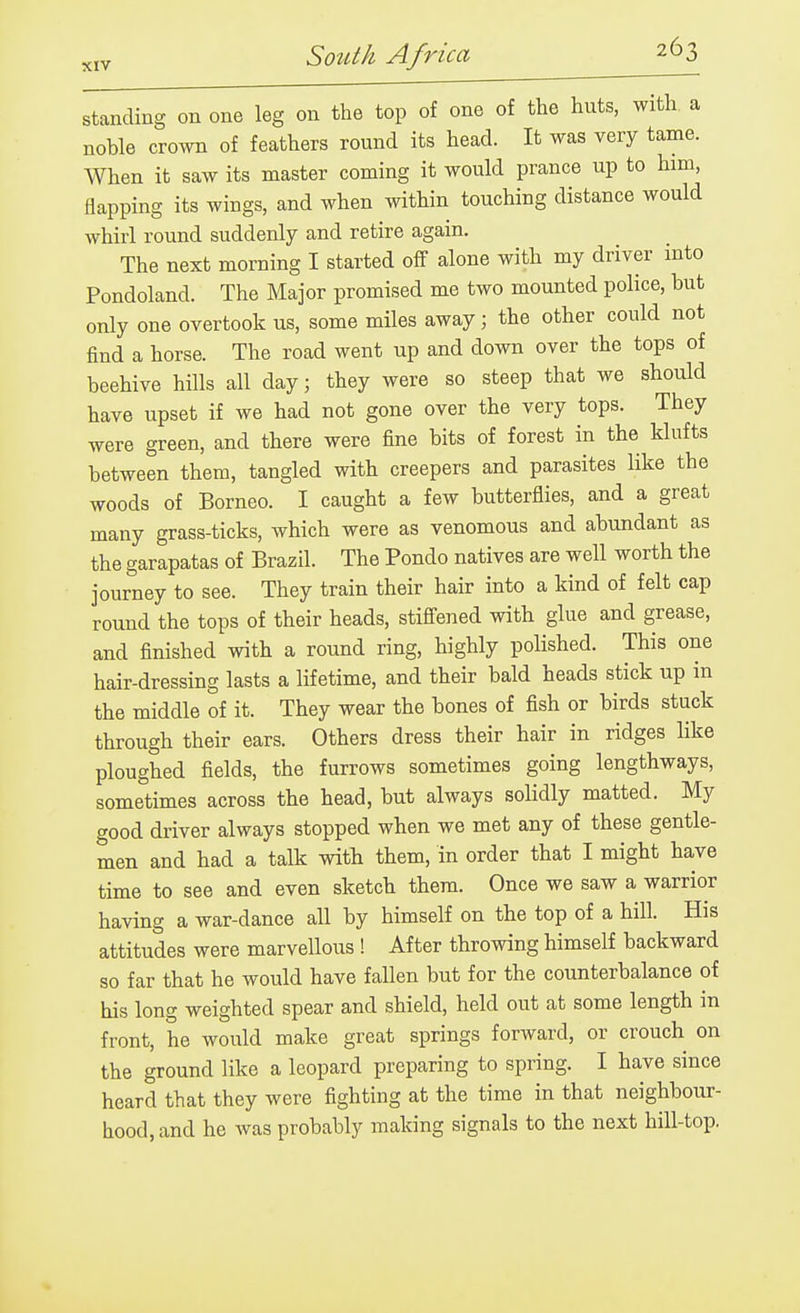 standing on one leg on the top of one of the huts, with a noble crown of feathers round its head. It was very tame. When it saw its master coming it would prance up to him, flapping its wings, and when within touching distance would whirl round suddenly and retire again. The next morning I started ofT alone with my driver into Pondoland. The Major promised me two mounted police, hut only one overtook us, some miles away; the other could not find a horse. The road went up and down over the tops of beehive hills all day; they were so steep that we should have upset if we had not gone over the very tops. They were green, and there were fine bits of forest in the klufts between them, tangled with creepers and parasites like the woods of Borneo. I caught a few butterflies, and a great many grass-ticks, which were as venomous and abundant as the garapatas of Brazil. The Pondo natives are well worth the journey to see. They train their hair into a kind of felt cap round the tops of their heads, stig^ened with glue and grease, and finished with a round ring, highly polished. This one hair-dressing lasts a lifetime, and their bald heads stick up in the middle of it. They wear the bones of fish or birds stuck through their ears. Others dress their hair in ridges like ploughed fields, the furrows sometimes going lengthways, sometimes across the head, but always solidly matted. My good driver always stopped when we met any of these gentle- men and had a talk with them, in order that I might have time to see and even sketch them. Once we saw a warrior having a war-dance all by himself on the top of a hill. His attitudes were marvellous ! After throwing himself backward so far that he would have fallen but for the counterbalance of his long weighted spear and shield, held out at some length in front, he would make great springs forward, or crouch on the ground like a leopard preparing to spring. I have since heard that they were fighting at the time in that neighbour- hood, and he Avas probably making signals to the next hill-top.