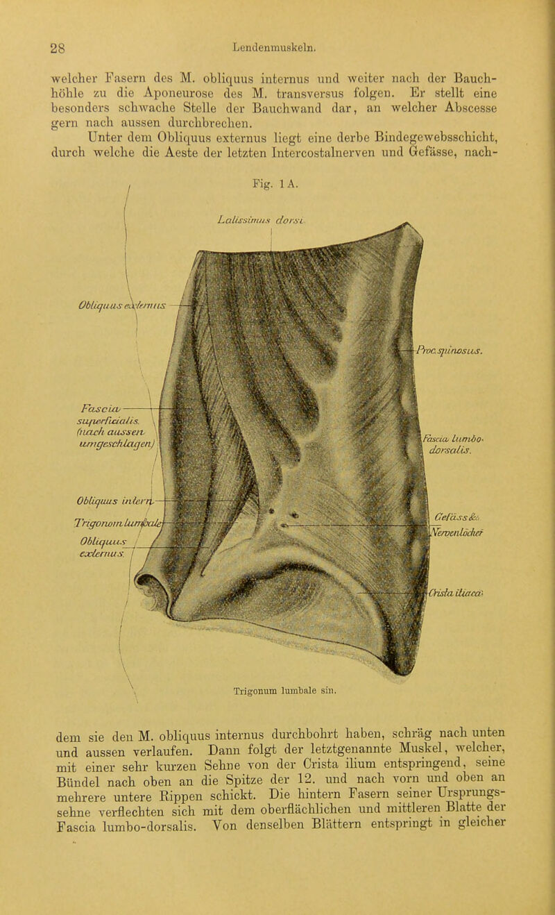 welcher Fasern des M. obliquus internus und weiter nach der Bauch- höhle zu die Aponeurose des M. transversus folgen. Er stellt eine besonders schwache Stelle der Bauchwand dar, an welcher Abscesse gern nach aussen durchbrechen. Unter dem Obliquus externus liegt eine derbe Bindegewebsschicht, durch welche die Aeste der letzten Intercostalnerven und Gefässe, nach- Oblufuus&!k^/rrnits —r- Fase La/ sufie-rridaUs. (iiach aiissejv umgeschlagen^ ObUgaus inierrt Trigonoin Lun^uL Obliqu exlernus. i -Pivasjiirwsus. Fascia UunÖO- dorscdis. (7efäss&!i iierpuüödwf iÜaccC' Trigonum lumbale sin dem sie den M. obliquus internus durchbohrt haben, schräg nach unten und aussen verlaufen. Dann folgt der letztgenannte Muskel, welcher, mit einer sehr kurzen Sehne von der Crista ilium entspringend, seine Bündel nach oben an die Spitze der 12. und nach vorn und oben an mehrere untere Rippen schickt. Die hintern Fasern seiner Ursprungs- sehne verflechten sich mit dem oberflächlichen und mittleren Blatte der Fascia lumbo-dorsalis. Von denselben Blättern entspringt m gleicher