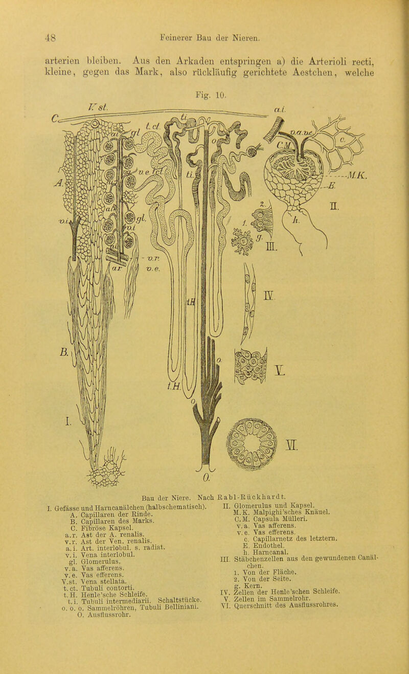 arteriell bleiben. Aus den Arkaden entspringen a) die Arterioli recti, kleine, gegen das Mark, also rUcklilufig gerichtete Aestclien, welche Fig. 10. rrst n.i. Bau der Niere. Nach Rabl-Rückliardt. Gefässe und Harncanälchen (halbschematisch). A. Capillareu der Rinde. B. Capillaren des Marks. C. Fibröse Kapsel, a.r. Ast der A. renalis, v.r. Ast der Yen. renalis, a.i. Art. interlobul. s. radiat. v.i. Vena interlobul. gl. Glomerulus. v.a. Vas afferens. v.e. Vas efferens. V.st. Vena stellata. t.ct. Tubuli contorti. t.H. Henle'sohe Schleife. t.i. Tabuli intemediarii. Schaltstucke. 0. 0. 0. Sammelröhren, Tubuli ßelliniani. 0. Ausflussrohr. II. Glonierulus und Kapsel. M.K. Malpighi'sches Knäuel. Ü.M. Capsula MüUeri. v.a. Vas afferens. V. e. Vas efferens. c. Capillarnetz des letztem. E. Endothel. III. Stäbchenzellen aus den gewundenen Canäl- chen. 1. Von der Fläche. 2. Von der Seite, g. Kern. IV. Zellen der Henle'scheu Schleife. V. Zellen im Sammelrolir. VI. Querschnitt des Ausflussrohres.