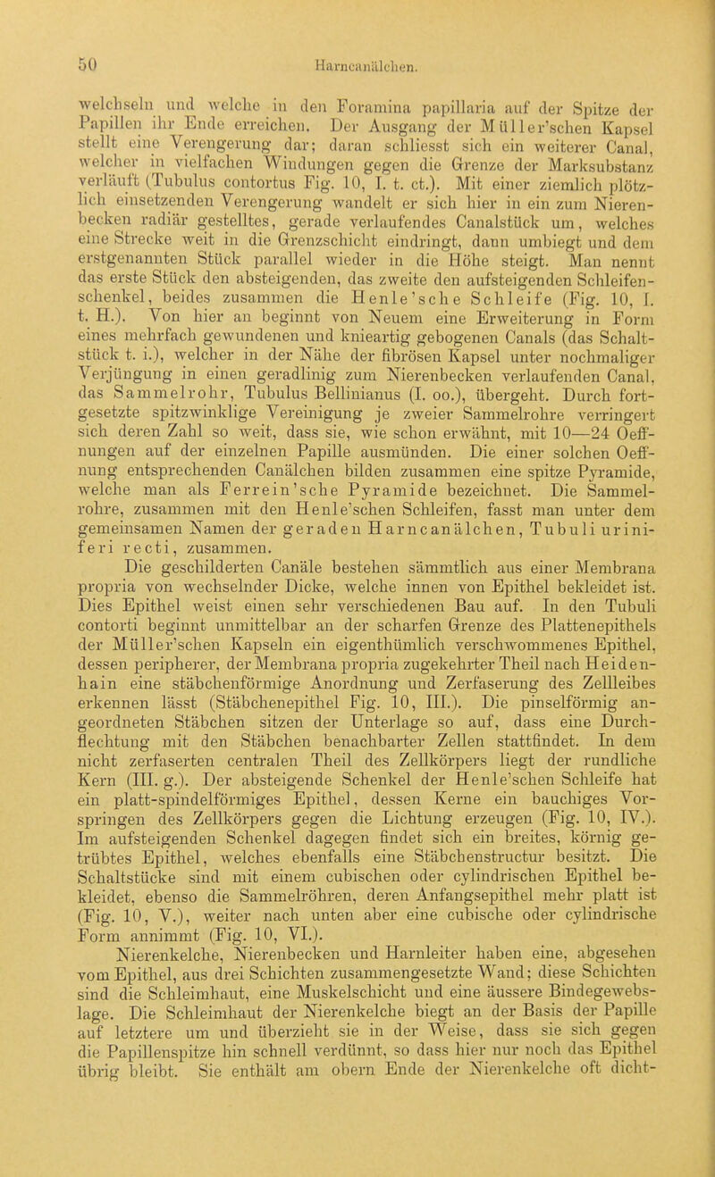 welcbselu und welche in den Foramina papillaria auf der Spitze der Papillen ihr Ende erreichen. Der Ausgang der Müller'schen Kapsel stellt eine Verengerung dar; daran schliesst sich ein weiterer Canal, welcher in vielfachen Windungen gegen die Grenze der Marksubstanz verläuft (Tubulus contortus Fig. 10, 1. t. ct.). Mit einer ziemlich plötz- lich einsetzenden Verengerung wandelt er sich hier in ein zum Nieren- becken radiär gestelltes, gerade verlaufendes Canalstück um, welches eine Strecke weit in die Grenzschicht eindringt, dann umbiegt und dem erstgenannten Stück parallel wieder in die Höhe steigt. Man nennt das erste Stück den absteigenden, das zweite den aufsteigenden Schleifen- schenkel, beides zusammen die Henle'sche Schleife (Fig. 10, 1. t. H.). Von hier an beginnt von Neuem eine Erweiterung in Form eines mehrfach gewundenen und knieartig gebogenen Canals (das Schalt- stück t. i.), welcher in der Nähe der fibrösen Kapsel unter nochmaliger Verjüngung in einen geradlinig zum Nierenbecken verlaufenden Canal, das Sammelrohr, Tubulus Bellinianus (I. oo.), übergeht. Durch fort- gesetzte spitzwinklige Vereinigung je zweier Sammelrohre verringert sich deren Zahl so weit, dass sie, wie schon erwähnt, mit 10—24 Oeff- nungen auf der einzelnen Papille ausmünden. Die einer solchen Oeff- nung entsprechenden Canälchen bilden zusammen eine spitze Pyramide, welche man als Ferrein'sche Pyramide bezeichnet. Die Sammel- rohre, zusammen mit den Henle'schen Schleifen, fasst man unter dem gemeinsamen Namen der geraden Harncanälchen, Tubuli urini- feri recti, zusammen. Die geschilderten Canäle bestehen sämmtlich aus einer Membrana propria von wechselnder Dicke, welche innen von Epithel bekleidet ist. Dies Epithel weist einen sehr verschiedenen Bau auf. In den Tubuli contorti beginnt unmittelbar an der scharfen Grenze des Plattenepithels der Müller'schen Kapseln ein eigenthümlich verschAvommenes Epithel, dessen peripherer, der Membrana propria zugekehrter Theil nach Heiden- hain eine stäbchenförmige Anordnung und Zerfaserung des Zellleibes erkennen lässt (Stäbchenepithel Fig. 10, III.). Die pinselförmig an- geordneten Stäbchen sitzen der Unterlage so auf, dass eine Durch- flechtung mit den Stäbchen benachbarter Zellen stattfindet. In dem nicht zerfaserten centralen Theil des Zellkörpers liegt der rundliche Kern (III. g.). Der absteigende Schenkel der Henle'schen Schleife hat ein platt-spindelförmiges Epithel, dessen Kerne ein bauchiges Vor- springen des Zellkörpers gegen die Lichtung erzeugen (Fig. 10, IV.). Im aufsteigenden Schenkel dagegen findet sich ein breites, körnig ge- trübtes Epithel, welches ebenfalls eine Stäbchenstructur besitzt. Die Schaltstücke sind mit einem cubischen oder cylindrischen Epithel be- kleidet, ebenso die Sammelröhren, deren Anfangsepithel mehr platt ist (Fig. 10, V.), weiter nach unten aber eine cubische oder cylindrische Form annimmt (Fig. 10, VI.). Nierenkelche, Nierenbecken und Harnleiter haben eine, abgesehen vom Epithel, aus drei Schichten zusammengesetzte Wand; diese Schichten sind die Schleimhaut, eine Muskelschicht und eine äussere Bindegewebs- lage. Die Schleimhaut der Nierenkelche biegt an der Basis der Papille auf letztere um und überzieht sie in der Weise, dass sie sich gegen die Papillenspitze hin schnell verdünnt, so dass hier nur noch das Epithel übrig bleibt. Sie enthält am obern Ende der Nierenkelche oft dicht-