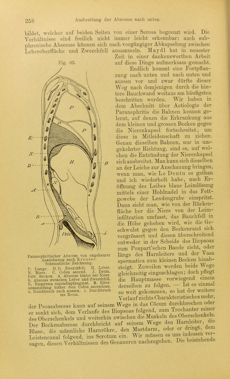 D— bildet, welclier auf beiden Seiten von einer Serosa begrenzt wird. Die Verbültnisse sind freilich nicht immer leicht erkennbar; auch sub- phrenische Abscesse können sich nach vorgüngiger Abkapselung zwischen Leberoberfläche und Zwerchfell ansammeln. Maydl hat in neuester Zeit in einer dankenswerthen Arbeit auf diese Dinge aufmerksam gemacht. Endlich kommt eine Fortpflan- zung nach unten und nach unten und aussen vor und zwar dürfte dieser Weg nach demjenigen durch die hin- tere Bauchwand weitaus am häufigsten beschritten werden. Wir haben in dem Abschnitt über Aetiologie der Paranephritis die Bahnen kennen ge- lernt, auf denen die Erkrankung aus dem kleinen und grossen Becken gegen die Nierenkapsel fortschreitet, um diese in Mitleidenschaft zu ziehen. Genau dieselben Bahnen, nur in um- gekehrter Richtung, sind es, auf wel- chen die Entzündung der Nierenkapsel sich ausbreitet. Man kann sich dieselben an der Leiche zur Anschauung bringen, wenn man, wie Le Dentu es gethan und ich wiederholt habe, nach Er- öffnung des Leibes blaue Leimlösung mittels einer Hohlnadel in das Fett- gewebe der Lendengrube einspritzt. Dann sieht man, wie von der Rücken- fläche her die Niere von der Leim- infiltration umfasst, das Bauchfell in die Höhe gehoben wird, wie die Ge- schwulst gegen den Beckenrand sich vergrössert und diesen überschreitend entweder in der Scheide des Iliopsoas zum Poupart'schen Bande zieht, oder längs des Harnleiters und der Vasa spermatica zum kleinen Becken hinab- steigt. Zuweilen werden beide Wege gleichzeitig eingeschlagen; doch pflegt die Hauptmasse vorwiegend einem derselben zu folgen. — Ist es einmal so weit gekommen, so hat der weitere Verlauf nichts Charakteristisches mehi-, der Psoasabscess kann auf seinem Wege in das Cöcum d^^-^^.brechen oder er senkt sich, dem Verlaufe des Iliopsoas folgend, ^^«^/rochantei m n^^^^ des Oberschenkels und weiterhin zwischen dieMiiskeln des Oberschenkel^ Der Beckenabscess durchbricht auf seinem Wege den Harnleitei, die Blase, die männliche Harnröhre, den Mastdarm, oder ei\drmgt dem Leistencanal folgend, ins Scrotum ein. Wir müssen es ^^^^^^^^f^^^^^J^^^ sagen, diesen Verhältnissen des Genaueren nachzugehen. Die beistehende Paranephritisclier Abscess von ungeheurer Ausdehnung nach Krens er. Schematische Zeichnung. P Lunge. D.D. Zwerchfell. H. Leber. N Niere C. Colon äscend. J. Ileum. Pelv Becken. A. Abscess hinter der Niere. 5. Abscess zwischen Leber und Zwerchfell. E. Empyema supradiaphragmat. B. Eiter- ansammlung hinter dem Colon ascendens. 6. Durchbnich nach aussen, i. Durchbruch ins neum.
