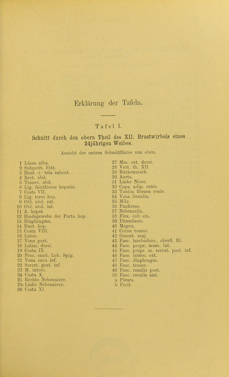 Erklärung- der Tafeln. Tafel 1. Sclmitt durch den obern Tlieil des XII. Brustwirbels eines 24jälirigen Weibes. Ansicht der untern Schnittfläche von oben. 1 Linea alba. 2 Subperit. Fett. 3 Haut + tela subcut. 4 Rect. abd. 5 Transv. abd. 6 Lig. falciforme hepatis. 7 Costa VII. 8 Lig. teres hep. 9 Obl. abd. ext. 10 Obl. abd. int. 11 A. hepat. 12 Bindegewebe der Porta hep. 13 Diaphragma. 14 Duct. hep. 15 Costa VIII. 16 Leber. 17 Vena port. 18 Latiss. dorsi. 19 Costa IX. 20 Proc. caud. Lob. Spig. 21 Vena cava inf. 22 Serrat. post. inf. 23 M. interc. 24 Costa X. 25 Rechte Nebenniere. 25i Linke Nebenniere. 26 Costa XI. 27 Mm. ext. dorsi. 28 Vert. th. XII. 29 Rückenmark. 30 Aorta. 31 Liake Niere. 82 Caps. adip. renis. 33 Tunica fibrosa renis. 34 Vasa lienalia. 35 Milz. 86 Pankreas. 37 Nebenmilz. 38 Flex. coli sin. 39 Dünndarm. 40 Magen. 41 Colon transv. 42 Oment. maj. 43 Fase, lumbodors., oberfl. Bl. 44 Fase, propr. musc. lat. 45 Fase, propr. m. serrat. post. inf. 46 Fase, interc. ext. 47 Fase, diaphragm. 48 Fase, transv. 49 Fase, renalis post. 50 Fase, renalis ant. a Pleura. b Perit.