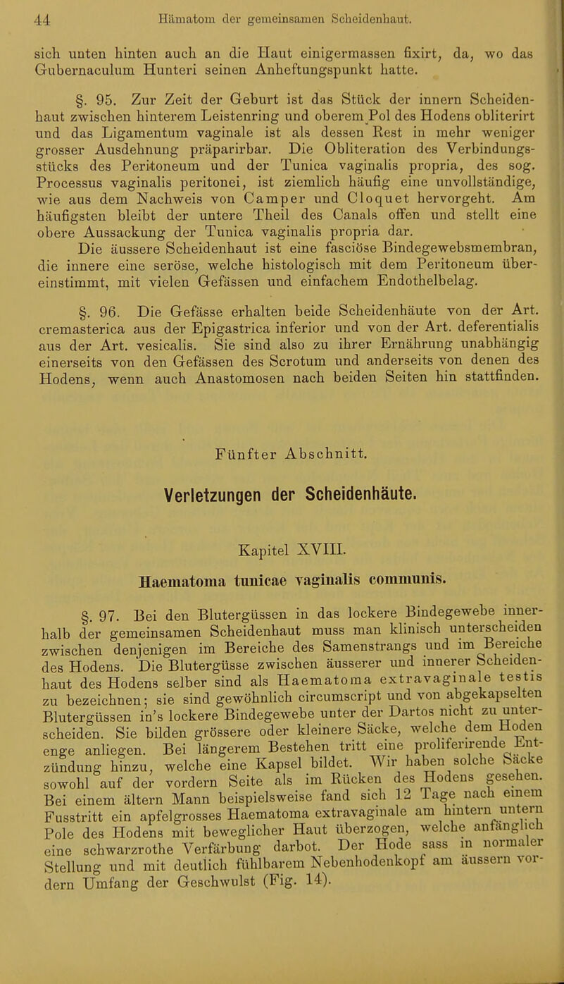 sich unten hinten auch an die Haut einigerraassen fixirt, da, wo das Gubernacuhim Hunteri seinen Anheftungspunkt hatte. §. 95. Zur Zeit der Geburt ist das Stück der innern Scheiden- haut zwischen hintei'em Leistenring und oberem Pol des Hodens obliterirt und das Ligamentum vaginale ist als dessen Rest in mehr weniger grosser Ausdehnung präparirbar. Die Obliteration des Verbindungs- stücks des Peritoneum und der Tunica vaginaUs propria, des sog. Processus vaginalis peritonei, ist ziemlich häufig eine unvollständige, wie aus dem Nachweis von Camper und Cloquet hervorgeht. Am häufigsten bleibt der untere Theil des Canals offen und stellt eine obere Aussackung der Tunica vaginalis propria dar. Die äussere Scheidenhaut ist eine fasciöse Bindegewebsmembran, die innere eine seröse, welche histologisch mit dem Peritoneum über- einstimmt, mit vielen Gefässen und einfachem Endothelbelag. §. 96. Die Gefässe erhalten beide Scheidenhäute von der Art. cremasterica aus der Epigastrica inferior und von der Art. deferentialis aus der Art. vesicalis. Sie sind also zu ihrer Ernährung unabhängig einerseits von den Gefässen des Scrotum und anderseits von denen des Hodens, wenn auch Anastomosen nach beiden Seiten hin stattfinden. Fünfter Abschnitt. Verletzungen der Scheidenhäute. Kapitel XVm. Haematoma tunicae Taginalis communis. §. 97. Bei den Blutergüssen in das lockere Bindegewebe inner- halb der gemeinsamen Scheidenhaut muss man klinisch unterscheiden zwischen denienigen im Bereiche des Samenstrangs und im Bereiche des Hodens. Die Blutergüsse zwischen äusserer und innerer Scheiden- haut des Hodens selber sind als Haematoma extravagmale testis zu bezeichnen; sie sind gewöhnlich circumscript und von abgekapselten Blutergüssen in's lockere Bindegewebe unter der Dartos nicht zu unter- scheiden. Sie bilden grössere oder kleinere Säcke, welche dem Hoden enge anliegen. Bei längerem Bestehen tritt eine proliferirende Ent- zündung hinzu, welche eine Kapsel bildet. Wir haben solche Sacke sowohl auf der vordem Seite als im Rücken des Hodens gesehen. Bei einem ältern Mann beispielsweise fand sich 12 Tage nach einem Fusstritt ein apfelgrosses Haematoma extravagmale am hmtern untern Pole des Hodens mit beweglicher Haut überzogen, welche anfänglich eine schwarzrothe Verfärbung darbot. Der Hode sass in normaler Stellung und mit deutlich fühlbarem Nebenhodeiikopf am äussern vor- dem Umfang der Geschwulst (Fig. 14).