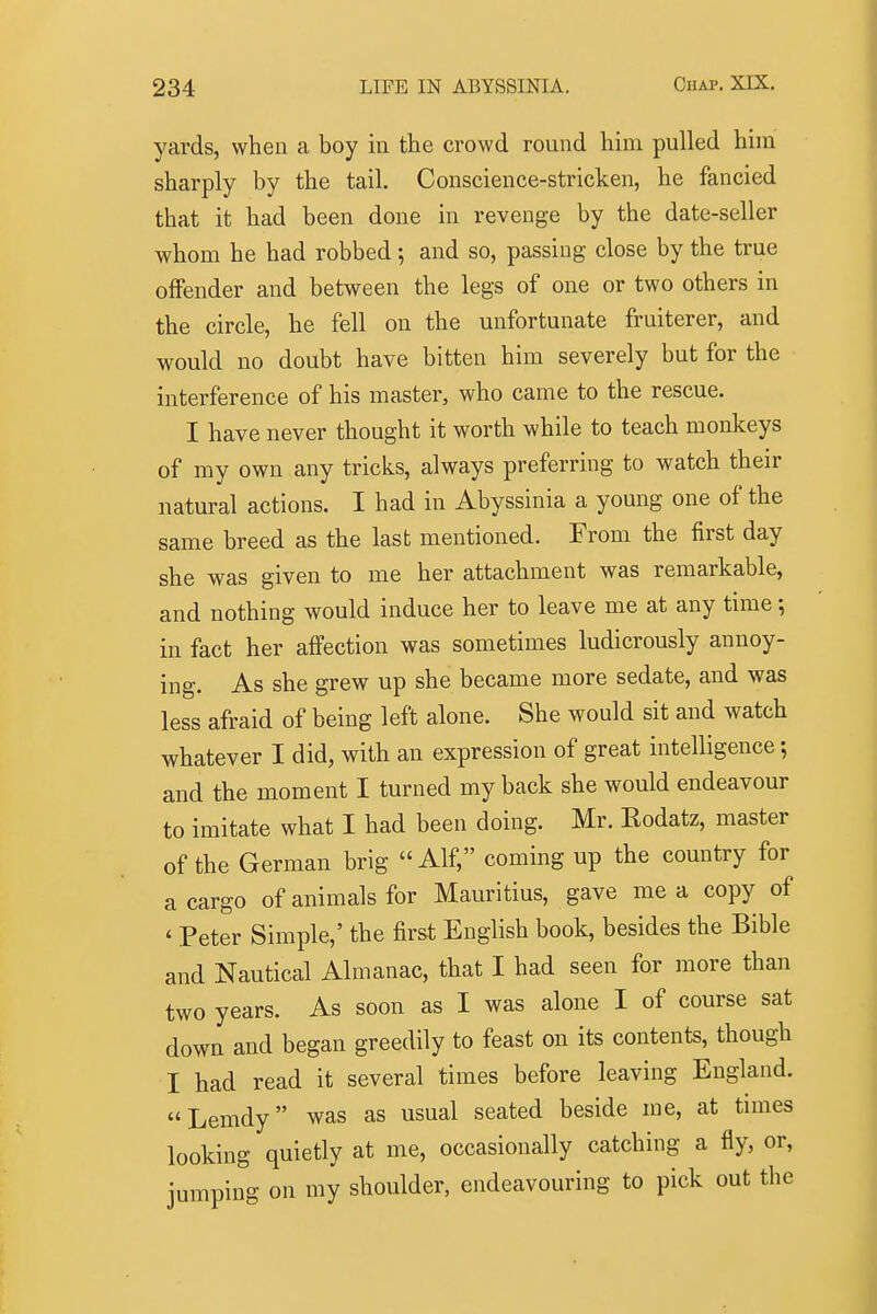 yards, when a boy in the crowd round him pulled him sharply by the tail. Conscience-stricken, he fancied that it had been done in revenge by the date-seller whom he had robbed; and so, passing close by the true offender and between the legs of one or two others in the circle, he fell on the unfortunate fruiterer, and would no doubt have bitten him severely but for the interference of his master, who came to the rescue. I have never thought it worth while to teach monkeys of my own any tricks, always preferring to watch their natural actions. I had in Abyssinia a young one of the same breed as the last mentioned. From the first day she was given to me her attachment was remarkable, and nothing would induce her to leave me at any time ; in fact her affection was sometimes ludicrously annoy- ing. As she grew up she became more sedate, and was less afraid of being left alone. She would sit and watch whatever I did, with an expression of great intelligence; and the moment I turned my back she would endeavour to imitate what I had been doing. Mr. Eodatz, master of the German brig  Alf, coming up the country for a cargo of animals for Mauritius, gave me a copy of ' Peter Simple,' the first English book, besides the Bible and Nautical Almanac, that I had seen for more than two years. As soon as I was alone I of course sat down and began greedily to feast on its contents, though I had read it several times before leaving England. Lemdy was as usual seated beside me, at times looking quietly at me, occasionally catching a fly, or, jumping on my shoulder, endeavouring to pick out the