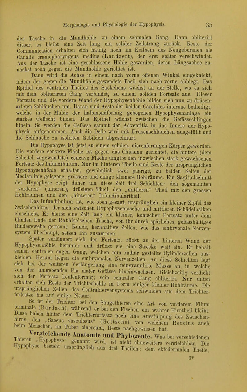 der Tasche in die Mundhöhle zu einem schmalen Gang. Dann obliterirt dieser, es bleibt eine Zeit lang ein solider Zellstrang zurück. Eeste der Communication erhalten sich häufig noch im Keilbein des Neugeborenen als Canalis craniopharyngeus medius (Landzert), der erst später verschwindet. Aus der Tasche ist eine geschlossene Höhle geworden, deren Längsachse zu- nächst noch gegen die Mundhöhle gerichtet ist. Dann wird die Achse in einem nach vorne offenen Winkel eingeknickt, indem der gegen die Mundhöhle gewendete Theil sich nach vorne abbiegt. Das Epithel des ventralen Theiles des Säckchens wächst an der Stelle, wo es sich mit dem obliterirten Gang verbindet, zu einem soliden Fortsatz aus. Dieser Fortsatz und die vordere Wand der Hypophysenhöhle bilden sich nun zu drüsen- artigen Schläuchen um. Daran sind Aeste der beiden Carotides internae betheiligt, welche in der Mulde der halbmondförmig gebogenen Hypophysenanlage ein starkes Gfeflecht bilden. Das Epithel wächst zwischen die Gefässschlingen hinein. So werden die Gefässe sammt der Adventitia in das Innere der Hypo- physis aufgenommen. Auch die Delle wird mit Drüsenschläuchen ausgefüllt und die Schläuche zu isolirten Gebilden abgeschnürt. Die Hypophyse ist jetzt zu einem soliden, nierenförmigen Körper geworden. Die vordere convexe Fläche ist gegen das Chiasma gerichtet, die hintere (dem Scheitel zugewendete) concave Fläche umgibt den inzwischen stark gewachsenen Fortsatz des Infundibulum. Nur im hinteren Theile sind Eeste der ursprünglichen Hypophysenhöhle erhalten, gewöhnlich zwei paarige, zu beiden Seiten der Medianhnie gelegene, grössere und einige kleinere Hohlräume. Ein Sagittalschnitt der Hypophyse zeigt daher um diese Zeit drei Schichten: den sogenannten „vorderen (unteren), drüsigen Theil, den „mittleren Theil mit den grossen Hohlräumen und den „hinteren Infundibulartheil. Das Infundibulum ist, wie oben gesagt, urspränglieh ein kleiner Zipfel des Zwischenhirns, der sich zwischen Hypophysentasche und mittleren Schädelbalken einschiebt. Er bleibt eine Zeit lang ein kleiner, konischer Portsatz unter dem blinden Ende der Eathke'schen Tasche, von ihr durch spärliches, gefässhältiges Bindegewebe getrennt. Bunde, kernhaltige Zellen, wie das embryonale Nerven- system überhaupt, setzen ihn zusammen. Später verlängert sich der Fortsatz, rückt an der hinteren Wand der Hypophysenhöhle herunter und drückt sie eine Strecke weit ein. Er behält seinen centralen engen Gang, welchen nun radiär gestellte Oylinderzellen aus- kleiden. Herum hegen die embryonalen Nervenzellen. An diese Schichten legt sich bei der weiteren Verlängerung eine feingranulirte Masse an, in welche von der umgebenden Pia mater Gefässe hineinwachsen. Gleichzeitig verdickt sich der Fortsatz keulenförmig; sein centraler Gang obliterirt. Nur unten erhalten sich Eeste der Trichterhöhle in Form einiger kleiner HoMräume. Die ursprünglichen Zellen des Centrainervensystems schwinden aus dem Trichter- lortsatze bis auf einige Nester. f.. • ^i' 'ri '^T}^^'' ^^^ Säugethieren eine Art von vorderem Filum l^LTl u*^ J ^'^^'^^ er bei den Fischen ein wahrer Hirntheil bleibt. Diese haben hinter dem Trichterfortsatz noch eine Ausstülpung des Zwischen- L^m MpLh '°'''rnT'^^°.'^' (<^°tt«°he), von welchem Eetzius auch beim Menschen, im Tuber cinereum, Eeste nachgewiesen hat Thieren ^fvoSvf.?^ Anatomie und Phylogenie. Was bei verschiedenen H^onL.P Sen^'^^t wn-d, ist nicht ohneweiters vergleichbar. Die Hypophyse besteht ursprunghch aus drei Theilen: dem ektodermalen Theile, » 3*