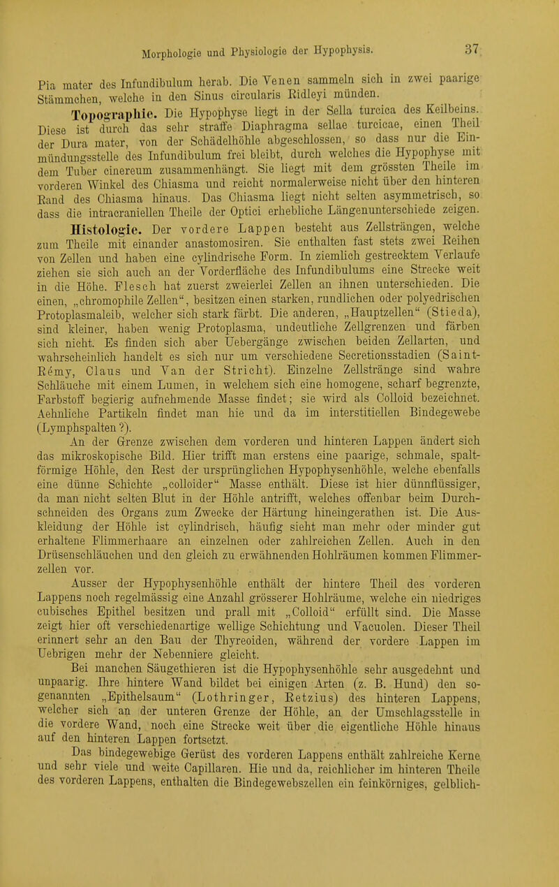 Pia mater des Infundibulum herab. Die Venen sammeln sich in zwei paarige Stämmchen, welche in den Sinus circularis Eidleyi münden. TopogTaphic. Die Hypophyse liegt in der Sella turcica des Keilbeins. Diese ist durch das sehr straffe Diaphragma sellae turcicae, einen Theil der Dm-a mater, von der Schädelhöhle abgeschlossen, so dass nur die Ein- mündungsstelle des Infundibulum frei bleibt, durch welches die Hypophyse mit dem Tuber cinereum zusammenhängt. Sie liegt mit dem grössten Theile im vorderen Winkel des Chiasma und reicht normalerweise nicht über den hinteren Eand des Chiasma hinaus. Das Chiasma liegt nicht selten asymmetrisch, so dass die intracraniellen Theile der Optici erhebliche Längenunterschiede zeigen. Histologie. Der vordere Lappen besteht aus Zellsträngen, welche zum Theile mit einander anastomosiren. Sie enthalten fast stets zwei Reihen von Zellen und haben eine cylindrische Form. In ziemlich gestrecktem Verlaufe ziehen sie sich auch an der Vorderfläche des Infundibulums eine Strecke weit in die Höhe. Flesch hat zuerst zweierlei Zellen an ihnen unterschieden. Die einen, „chromophile Zellen, besitzen einen starken, rundlichen oder polyedrischen Protoplasmaleib, welcher sich stark färbt. Die anderen, „Hauptzellen (Stieda), sind kleiner, haben wenig Protoplasma, undeutliche Zellgrenzen und färben sich nicht. Es finden sieh aber Uebergänge zwischen beiden Zellarten, und wahrscheinlich handelt es sich nur um verschiedene Secretionsstadien (Saint- Remy, Claus und Van der Stricht). Einzelne Zellstränge sind wahre Schläuche mit einem Lumen, in welchem sich eine homogene, scharf begrenzte, Farbstoff begierig aufnehmende Masse findet; sie wird als CoUoid bezeichnet. Aehnliche Partikeln findet man hie und da im interstitiellen Bindegewebe (Lymphspalten ?). An der Grenze zwischen dem vorderen und hinteren Lappen ändert sich das mikroskopische Bild. Hier trifft man erstens eine paarige, schmale, spalt- förmige Höhle, den Eest der ursprünglichen Hypophysenhöhle, welche ebenfalls eine dünne Schichte „coUoider Masse enthält. Diese ist hier dünnflüssiger, da man nicht selten Blut in der Höhle antrifft, welches offenbar beim Durch- schneiden des Organs zum Zwecke der Härtung hineingerathen ist. Die Aus- kleidung der Höhle ist cylindrisch, häufig sieht man mehr oder minder gut erhaltene Flimmerhaare an einzelnen oder zahlreichen Zellen. Auch in den Drüsenschläuchen und den gleich zu erwähnenden Hohlräumen kommen Flimmer- zellen vor. Ausser der Hypophysenhöhle enthält der hintere Theil des vorderen Lappens noch regelmässig eine Anzahl grösserer Hohlräume, welche ein niedriges cubisches Epithel besitzen und prall mit „Colloid erfüllt sind. Die Masse zeigt hier oft verschiedenartige wellige Schichtung und Vacuolen. Dieser Theil erinnert sehr an den Bau der Thyreoiden, während der vordere Lappen im Uebrigen mehr der Nebenniere gleicht. Bei manchen Säugethieren ist die Hypophysenhöhle sehr ausgedehnt und unpaarig. Ihre hintere Wand bildet bei einigen Arten (z. B. Hund) den so- genannten „Epithelsaum (Lothringer, Eetzius) des hinteren Lappens, welcher sich an der unteren Grenze der Höhle, an der Umschlagsstelle in die vordere Wand, noch eine Strecke weit über die eigentliche Höhle hinaus auf den hinteren Lappen fortsetzt. Das bindegewebige Gerüst des vorderen Lappens enthält zahlreiche Kerne und sehr viele und weite Capillaren. Hie und da, reichlicher im hinteren Theile des vorderen Lappens, enthalten die Bindegewebszellen ein feinkörniges, gelblich-