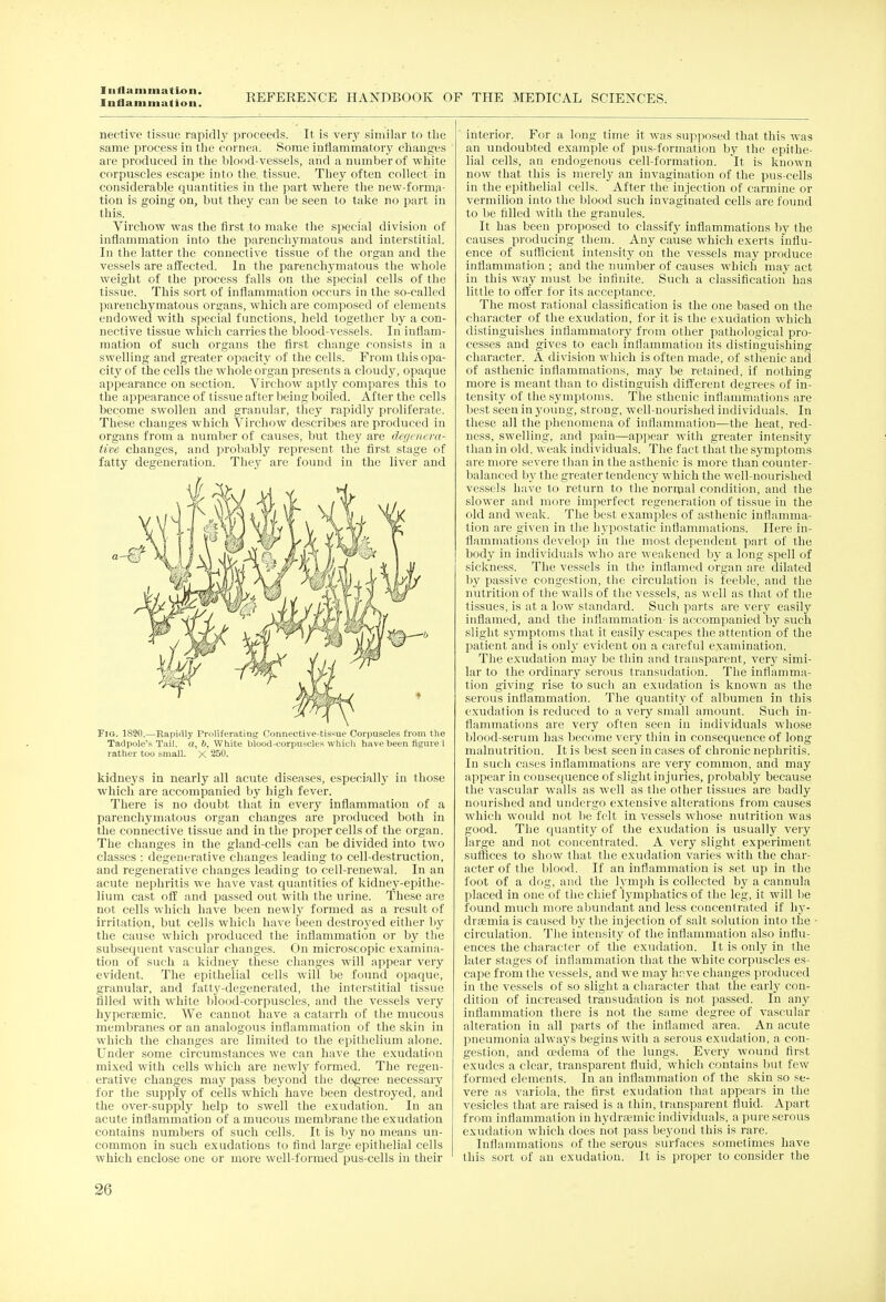 luflammalion. REFERENCE HANDBOOK OF THE MEDICAL SCIENCES. nective tissue rapidly proceeds. It is very similar to the same process in the cornea. Some inflammatory changes are produced in the blood-vessels, and a number of white corpuscles escape into the tissue. They often collect in considerable quantities in the part where the new-forma- tion is going on, but they can be seen to take no part in this. Virchow was the first to make the special division of inflammation into the parenchymatous and interstitial. In the latter the connective tissue of the organ and the vessels are affected. In the parenchymatous the whole weight of the process falls on the special cells of the tissue. This sort of inflammation occurs in the so-called parenchymatous organs, which are composed of elements endowed with special functions, held together by a con- nective tissue which carries the blood-vessels. In inflam- mation of such organs the first change consists in a swelling and greater opacity of the cells. From this opa- city of the cells the whole organ presents a cloudy, opaque appearance on section. Virchow aptly compares this to the appearance of tissue after being boiled. After the cells become swollen and granular, they rapidly proliferate. These changes which Virchow describes are produced in organs from a number of causes, but they are degenera- tive changes, and probably represent the first stage of fatty degeneration. They are found in the liver and Fig. 1820.—Rapidly Proliferating Connective-tissue Corpuscles from the Tadpole's Tail, a, i>, White blood-corpuscles which have been figure 1 rather too small. X 250. kidneys in nearly all acute diseases, especially in those which are accompanied by high fever. There is no doubt that in every inflammation of a parenchymatous organ changes are produced both in the connective tissue and in the proper cells of the organ. The changes in the gland-cells can be divided into two classes : degenerative changes leading to cell-destruction, and regenerative changes leading to cell-renewal. In an acute nephritis we have vast quantities of kidney-epithe- lium cast off and passed out with the urine. These are not cells which have been newly formed as a result of irritation, but cells which have been destroyed either by the cause which produced the inflammation or by the subsequent vascular changes. On microscopic examina- tion of such a kidney these changes will appear very evident. The epithelial cells will be found opaque, granular, and fatty-degenerated, the interstitial tissue rilled with white blood-corpuscles, and the vessels very hyperaemic. We cannot have a catarrh of the mucous membranes or an analogous inflammation of the skin in which the changes are limited to the epithelium alone. Under some circumstances we can have the exudation mixed with cells which are newly formed. The regen- erative changes may pass beyond the degree necessary for the supply of cells which have been destroyed, and the over-supply help to swell the exudation. In an acute inflammation of a mucous membrane the exudation contains numbers of such cells. It is by no means un- common in such exudations to find large epithelial cells which enclose one or more well-formed pus-cells in their interior. For a long time it was supposed that this was an undoubted example of pus-formation by the epithe- lial cells, an endogenous cell-formation. It is known now that this is merely an invagination of the pus-cells in the epithelial cells. After the injection of carmine or vermilion into the blood such invaginated cells are found to be filled with the granules. It has been proposed to classify inflammations by the causes producing them. Any cause which exerts influ- ence of sufficient intensity on the vessels may produce inflammation ; and the number of causes which may act in this way must be infinite. Such a classification has little to offer for its acceptance. The most rational classification is the one based on the character of the exudation, for it is the exudation which distinguishes inflammatory from other pathological pro- cesses and gives to each inflammation its distinguishing character. A division which is often made, of sthenic and of asthenic inflammations, may be retained, if nothing more is meant than to distinguish different degrees of in- tensity of the symptoms. The sthenic inflammations are best seen in young, strong, well-nourished individuals. In these all the phenomena of inflammation—the heat, red- ness, swelling, and pain—appear with greater intensity than in old, weak individuals. The fact that the symptoms are more severe than in the asthenic is more than counter- balanced by the greater tendency which the well-nourished vessels have to return to the normal condition, and the slower and more imperfect regeneration of tissue in the old and weak. The best examples of asthenic inflamma- tion are given in the hypostatic inflammations. Here in- flammations develop in the most dependent part of the body in individuals who are weakened by a long spell of sickness. The vessels in the inflamed organ are dilated by passive congestion, the circulation is feeble, and the nutrition of the walls of the vessels, as well as that of the tissues, is at a low standard. Such parts are very easily inflamed, and the inflammation- is accompanied by such slight symptoms that it easily escapes the attention of the patient and is only evident on a careful examination. The exudation may be thin and transparent, very simi- lar to the ordinary serous transudation. The inflamma- tion giving rise to such an exudation is known as the serous inflammation. The quantity of albumen in this exudation is reduced to a very small amount. Such in- flammations are very often seen in individuals whose blood-serum has become very thin in consequence of long malnutrition. It is best seen in cases of chronic nephritis. In such cases inflammations are very common, and may appear in consequence of slight injuries, probably because the vascular walls as well as the other tissues are badly nourished and undergo extensive alterations from causes which would not be felt in vessels whose nutrition was good. The quantity of the exudation is usually very large and not concentrated. A very slight experiment suffices to show that the exudation varies with the char- acter of the blood. If an inflammation is set up in the foot of a dog, and the lymph is collected by a cannula placed in one of the chief lymphatics of the leg, it will be found much more abundant and less concentrated if hy- dremia is caused by the injection of salt solution into the ■ circulation. The intensity of the inflammation also influ- ences the character of the exudation. It is only in the later stages of inflammation that the white corpuscles es- cape from the vessels, and we may hr.ve changes produced in the vessels of so slight a character that the early con- dition of increased transudation is not passed. In any inflammation there is not the same degree of vascular alteration in all parts of the inflamed area. An acute pneumonia always begins with a serous exudation, a con- gestion, and oedema of the lungs. Every wound first exudes a clear, transparent fluid, which contains but few formed elements. In an inflammation of the skin so se- vere as variola, the first exudation that appears in the vesicles that are raised is a thin, transparent fluid. Apart from inflammation in hydraemic individuals, a pure serous exudation which does not pass beyond this is rare. Inflammations of the serous surfaces sometimes have this sort of an exudation. It is proper to consider the