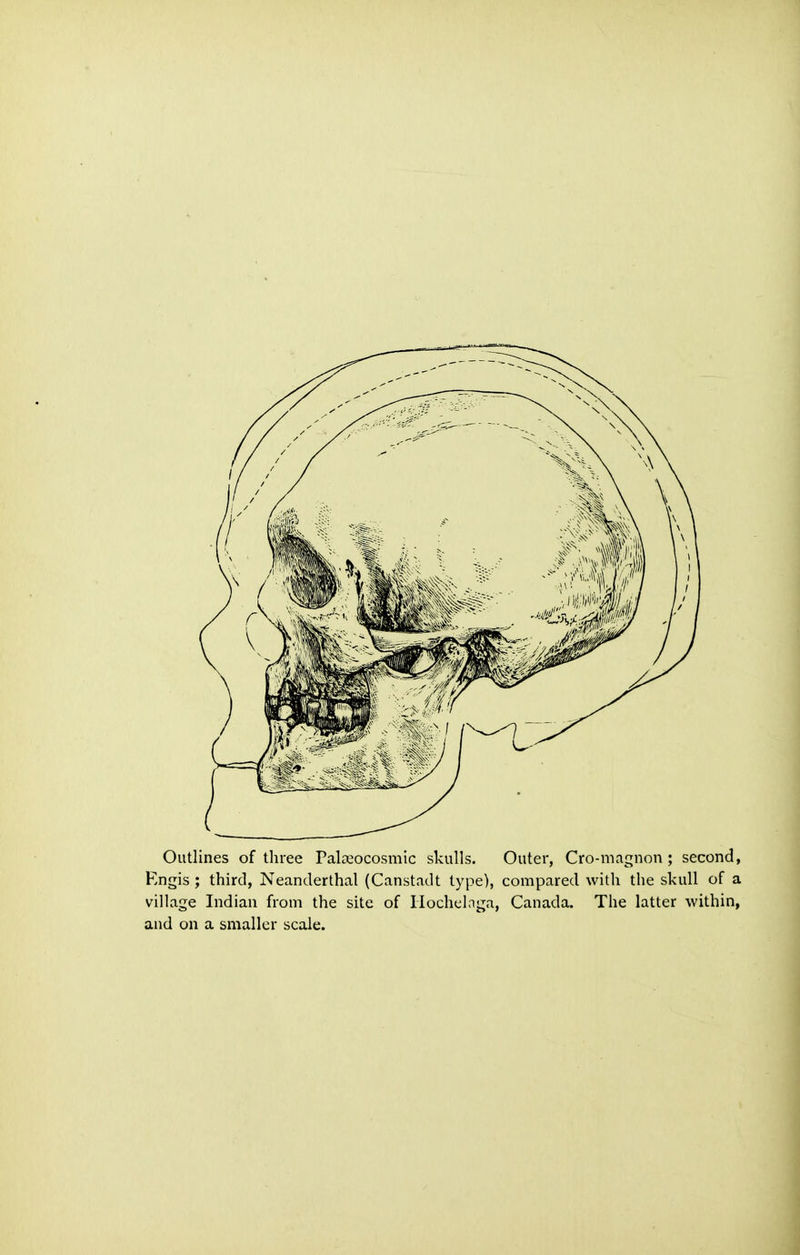 Outlines of three Paloeocosmic skulls. Outer, Cro-magnon; second, Kngis ; third, Neanderthal (Canstadt type), compared with the skull of a village Indian from the site of Hochelnga, Canada. The latter within, and on a smaller scale.