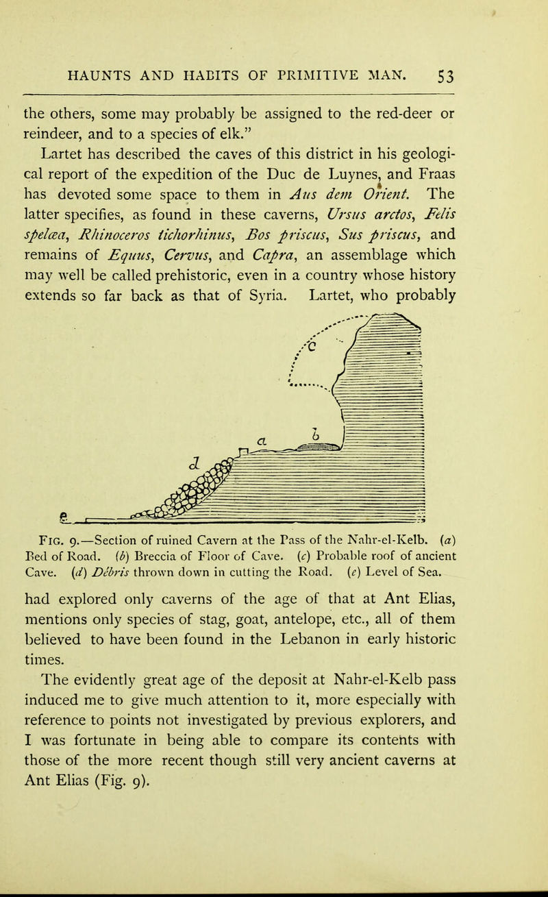 the others, some may probably be assigned to the red-deer or reindeer, and to a species of elk. Lartet has described the caves of this district in his geologi- cal report of the expedition of the Due de Luynes, and Fraas has devoted some space to them in Atis dem Orient. The latter specifies, as found in these caverns, Ursus arctos, Felis spelcea, Rhinoceros tichorhimis, Bos prise us, Sus priscus, and remains of Equus, Cervits, and Capra, an assemblage which may well be called prehistoric, even in a country whose history extends so far back as that of Syria. Lartet, who probably Fig. 9.—Section of ruined Cavern at the Pass of the Nahr-el-Kelb. (a) Bed of Road, (b) Breccia of Floor of Cave, {c) Probable roof of ancient Cave, {d) Debris thrown down in cutting the Road, {e) Level of Sea. had explored only caverns of the age of that at Ant Elias, mentions only species of stag, goat, antelope, etc., all of them believed to have been found in the Lebanon in early historic times. The evidently great age of the deposit at Nahr-el-Kelb pass induced me to give much attention to it, more especially with reference to points not investigated by previous explorers, and I was fortunate in being able to compare its contents with those of the more recent though still very ancient caverns at Ant Elias (Fig. 9).