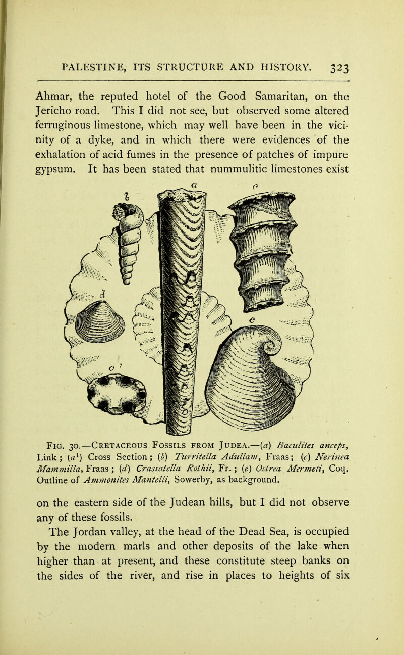 Ahmar, the reputed hotel of the Good Samaritan, on the Jericho road. This I did not see, but observed some altered ferruginous limestone, which may well have been in the vici- nity of a dyke, and in which there were evidences of the exhalation of acid fumes in the presence of patches of impure gypsum. It has been stated that nummulitic limestones exist Fig. 30.—Cretaceous Fossils from Judea.—(a) Bacuities anceps, Link; (a1) Cross Section; {b) Turritella Adullam, Fraas; (c) Nerinea Mammilla, Fraas ; (d) Crassatella Rothii, Fr.; (e) Ostrea Me?-meti, Coq. Outline of Ammonites Mantelli, Sowerby, as background. on the eastern side of the Judean hills, but I did not observe any of these fossils. The Jordan valley, at the head of the Dead Sea, is occupied by the modern marls and other deposits of the lake when higher than at present, and these constitute steep banks on the sides of the river, and rise in places to heights of six