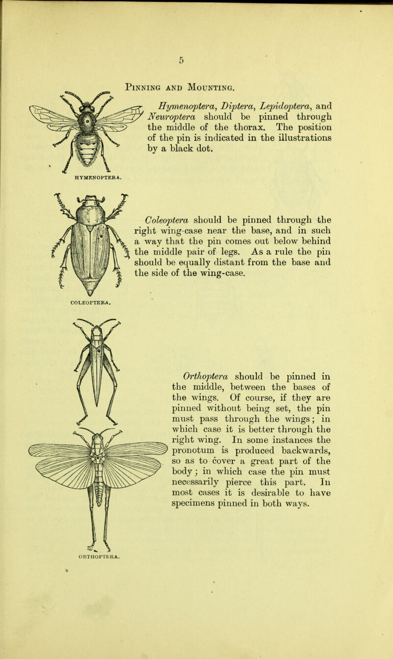 Pinning and Mounting. Hymenoptera, Diptera, Lepidoptera, and Neuroptera should be pinned through the middle of the thorax. The position of the pin is indicated in the illustrations by a black dot. HYMENOPTERA. Coleoptera should be pinned through the right wing-case near the base, and in such a way that the pin comes out below behind the middle pair of legs. As a rule the pin should be equally distant from the base and the side of the wing-case. COLEOPTERA. Orthoptera should be pinned in the middle, between the bases of the wings. Of course, if they are pinned without being set, the pin must pass through the wings; in which case it is better through the right wing. In some instances the pronotum is produced backwards, so as to cover a great part of the body; in which case the pin must necessarily pierce this part. In most cases it is desirable to have specimens pinned in both ways.