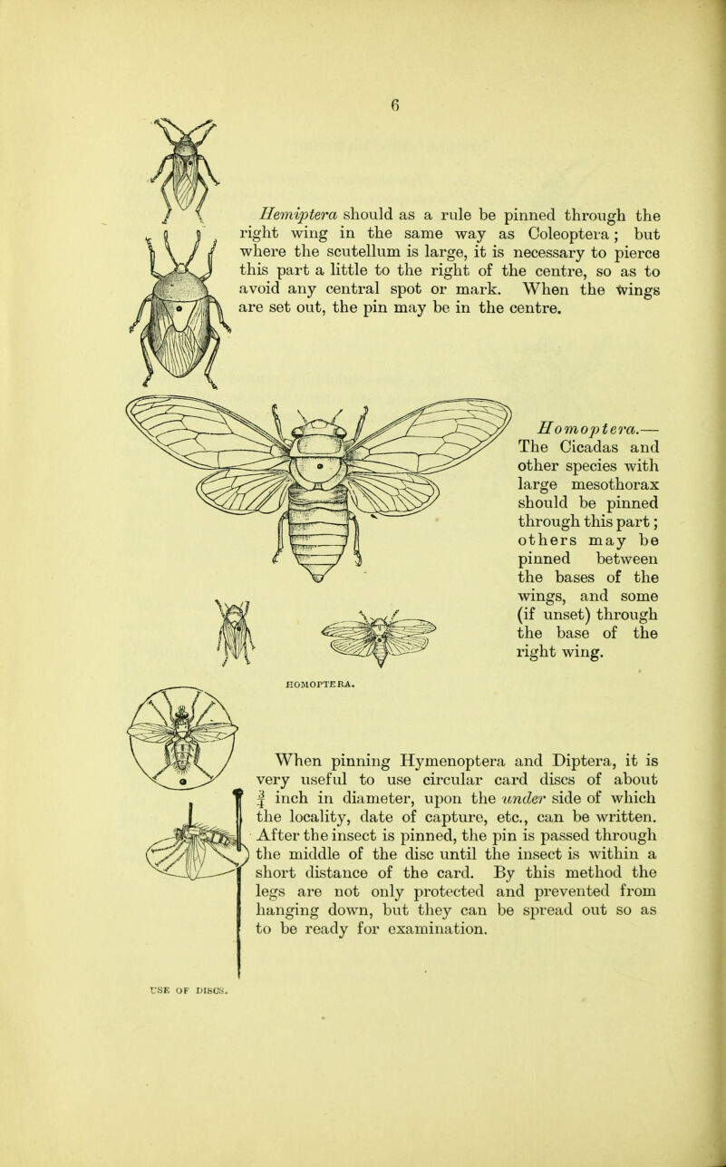 Hemiptera should as a rule be pinned through the right wing in the same way as Coleoptera; but where the scutellum is large, it is necessary to pierce this part a little to the right of the centre, so as to avoid any central spot or mark. When the wings are set out, the pin may be in the centre. Homoptera.— The Cicadas and other species with large mesothorax should be pinned through this part; others may be pinned between the bases of the wings, and some (if unset) through the base of the right wing. EOMOPTERA. When pinning Hymenoptera and Diptera, it is very useful to use circular card discs of about | inch in diameter, upon the under side of which the locality, date of capture, etc., can be written. After the insect is pinned, the pin is passed through the middle of the disc until the insect is within a short distance of the card. By this method the legs are not only protected and prevented from hanging down, but they can be spread out so as to be ready for examination.