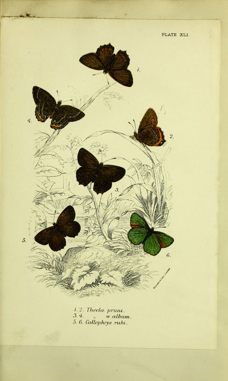 3- 4- „ w album. 5 6. Callojihrys rubv.