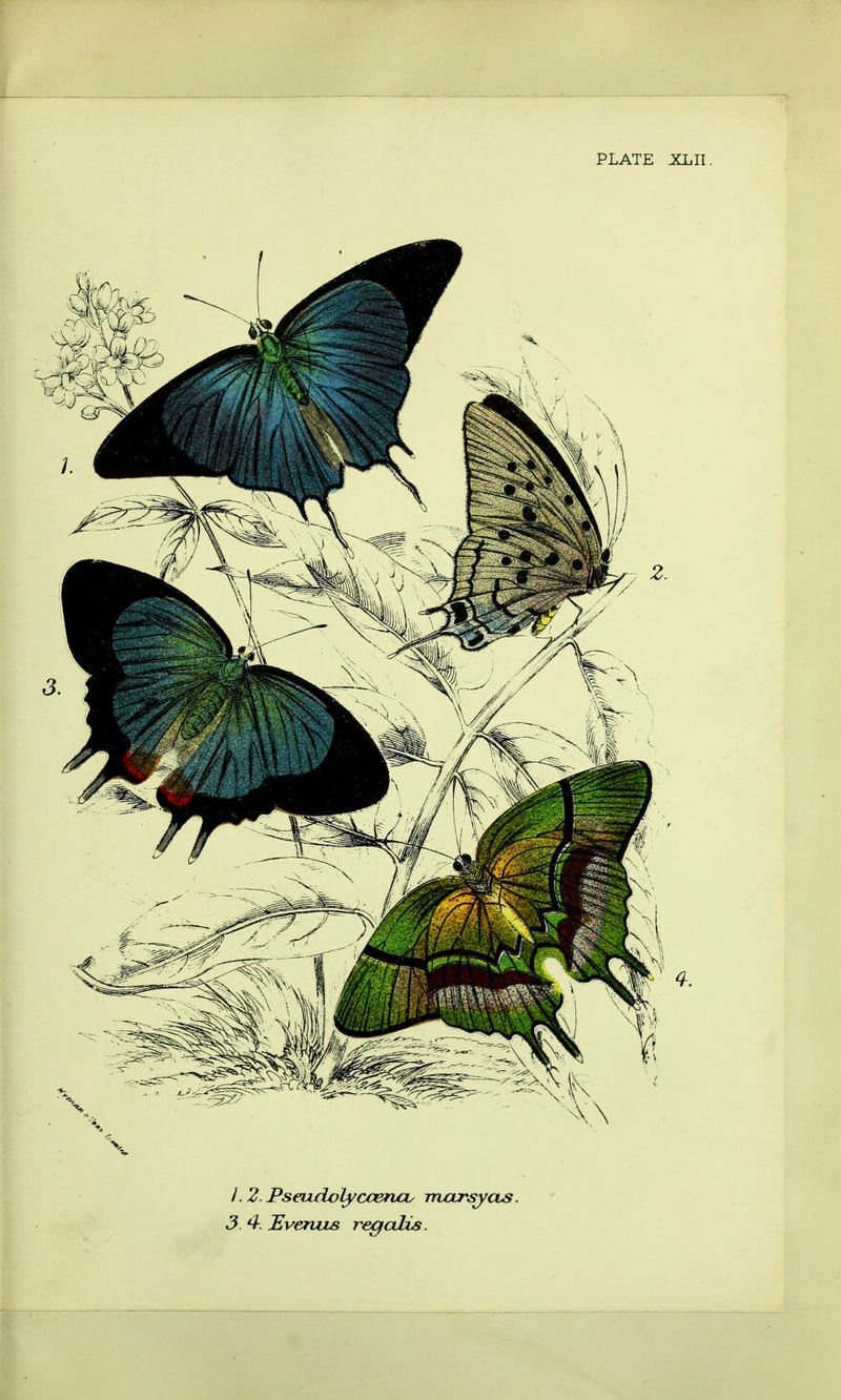 L2.PseuxloLyccenas rruLrsycts.