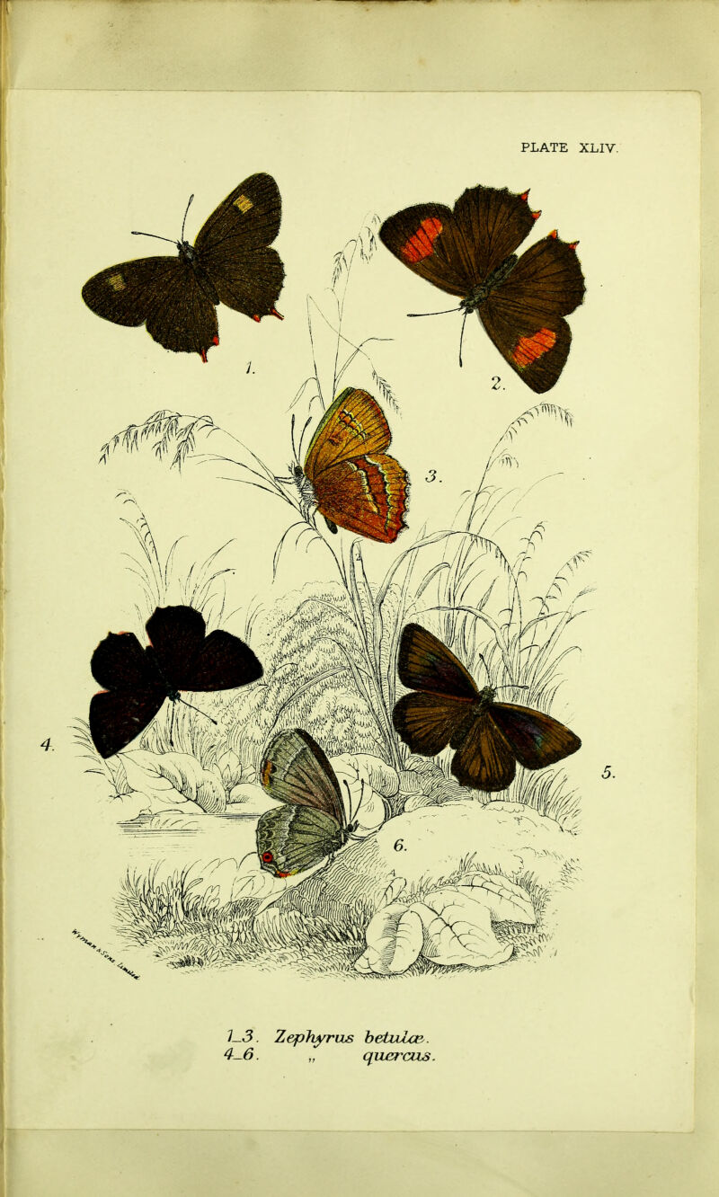 IS. ZephyriLs betublc&. 4S. „ quercas.