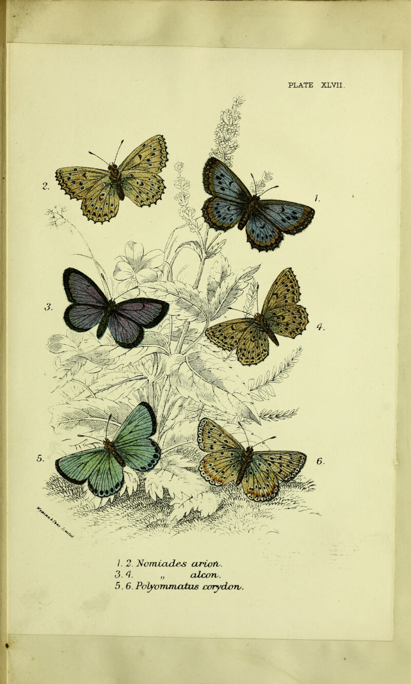 /. 2. Nomiades curiufi . 3.4. „ alcon. 5.6.PotyornmaivLs corydorv.