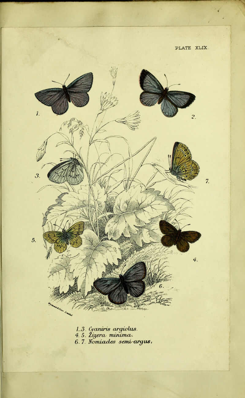 IS. fyaniris argwhzs. 4. 5. Zigercu Ttvunizrwu. 6. 7. Norniades s emu org us,