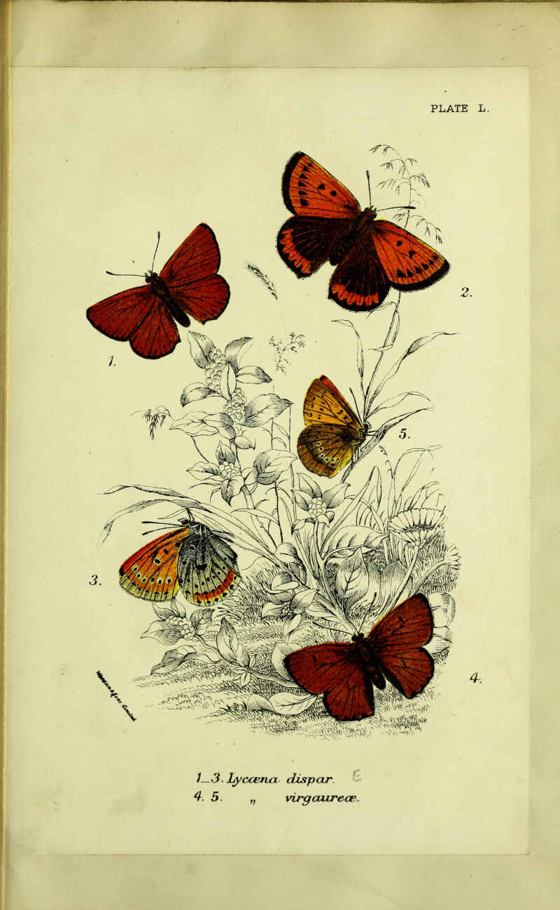 1—3.Lyccencv dispcur. 4. 5 wrgaurece.