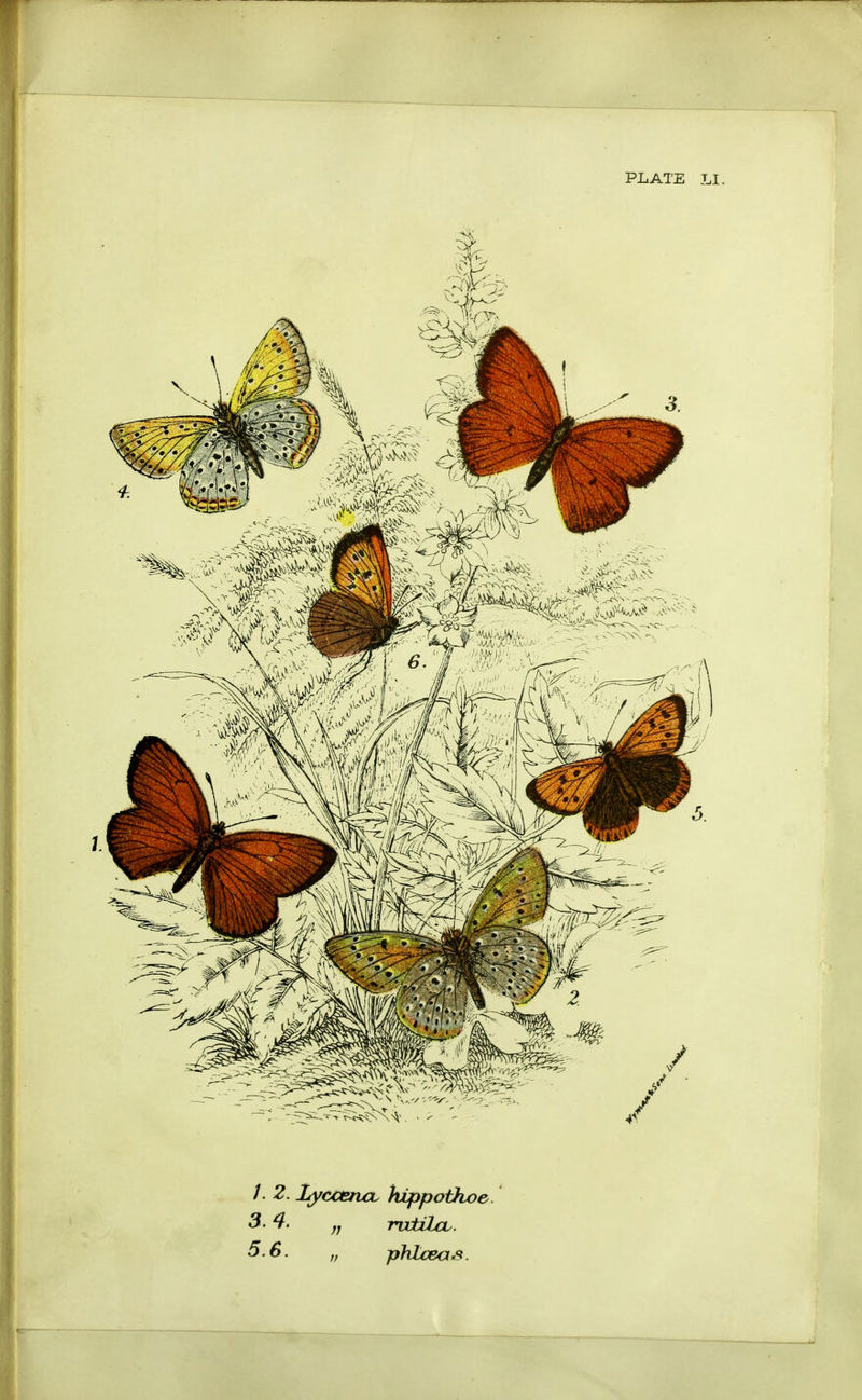 /. 2. LyccencL hippothoe. 3- 4- ;; ruiilcL. 5.6. „ phlceos.