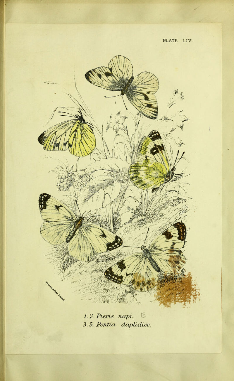 l.2.Pi&rus naph. *Z 3.5.. Pontta. dapUxiice.