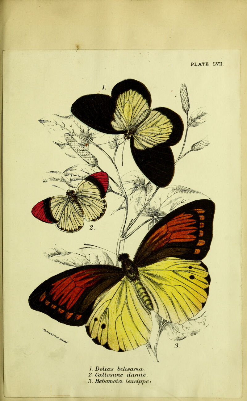 Hfcv ■ ■ _ PLATE LVII. /. Delias beUsamcu 2. CaJlosixne dctnd^.