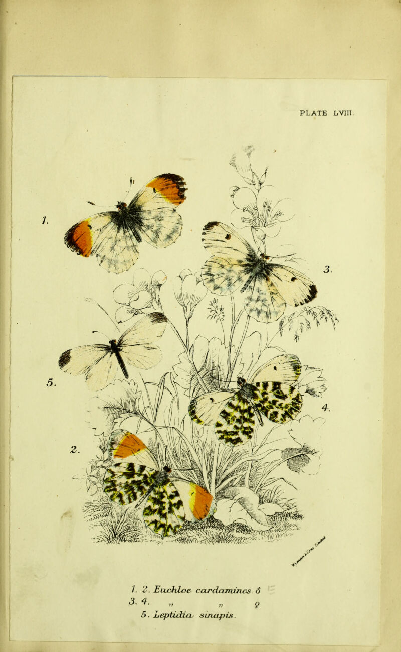 PLATE LVm /. 2. EvwhLoe car claimji es 6