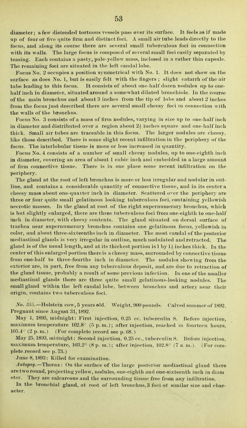 diameter; a few distended tortuous vessels jiass over its surface. It feels as if made up of four or five quite firm and distinct foci. A small air tube leads directly to the focus, and along its course there are several small tuberculous foci in connection with its walls. The large focus is composed of several small foci easily separated by teasing. Each contains a pasty, pale-yellow mass, inclosed m a rather thin capsule. The remaining foci are situated in the left caudal lobe. Focus No. 2 occupies a position symmetrical with No. 1. It does not show on the surface as does No. 1, but is easily felt with the fingers ; slight catarrh of the air tube leading to this focus. It consists of about one-half dozen nodules up to one- half inch in diameter, situated around a somewhat dilated bronchiole. In the course of the main bronchus and about 3 inches from the tip of lobe and about 2 inches from the focus just described there are several small cheesy foci m connection with the walls of the bronchus. Focus No. 3 consists of a mass of firm nodules, varying in size up to one-half inch in diameter and distributed over a region about 2| inches square and one-half inch thick. Small air tubes are traceable in this focus. The larger nodules are cheesy, like those described. There is some slight recent infiltration in the periphery of the focus. The interlobular tissue is more or less increased in quantity. Focus No. 4 consists of a number of small cheesy nodules, up to one-eighth inch in diameter, covering an area of about 1 cubic inch and embedded in a large amount of firm connective tissue. There is in one place some recent infiltration on the periphery. The gland at the root of left bronchus is more or less irregular and nodular in out- line, and contains a considerable quantity of connective tissue, and in its center a cheesy mass about one-quarter inch in diameter. Scattered o^/er the periphery are three or four quite small gelatinous looking tuberculous foci, containing yellowish necrotic masses. In the gland at root of the right supernumerary bronchus, which is but slightly enlarged, there are three tuberculous foci from one-eighth to one-half inch in diameter, with cheesy contents. The gland situated on dorsal surface of trachea near supernumerary bronchus contains one gelatinous focus, yellowish in color, and about three-sixteenths inch in diameter. The most caudal of the posterior mediastinal glands is very irregular in outline, much nodulated and retracted. The gland is of the usual length, and at its thickest portion is 1 by 1^ inches thick. In the center of this enlarged portion there is a cheesy mass, surrounded by connective tissue from one-half to three-fourths inch in diameter. The nodules showing from the exterior are, in part, free from any tuberculous deposit, and are due to retraction of the gland tissue, probably a result of some previous infection. In one of the smaller mediastinal glands there are three quite small gelatinous-looking nodules. The small gland within the left caudal lobe, between bronchus and artery near their origin, contains two tuberculous foci. No. Holstein cow, 5 years ©Id. Weiglit, 900 pounds, (halved summer of 1892. Pregnant since August 31,1892. May 1, 1893, midnight: First injection, 0.25 cc. tuberculin S. Before injection, maximum temperature 102.8'- (5 p.m.); after injection, reached in fourteen hours, 105.4^' (2 p. m.) (For complete record see p. 68.) May 25,1893, midnight: Second injection, 0.25 cc, tuberculin S. Before injection, maximum-temperature, 103.2° (8 p. m.); after injection, 102.8° (7 a. m.). (For com- plete recoi d see p. 73.) June 8,1893: Killed for examination. Autopsy.—Thonix: On the surface of the large posterior mediastiiuxl gland there are two round, projecting yellow, nodules, one-eighth and one-sixteenth inch in diam eter. They are calcareous and the surrounding tissue free from any infiltration. In the bronchial gland, at root of left bronchus, 3 foci ot similar size and char- acter.