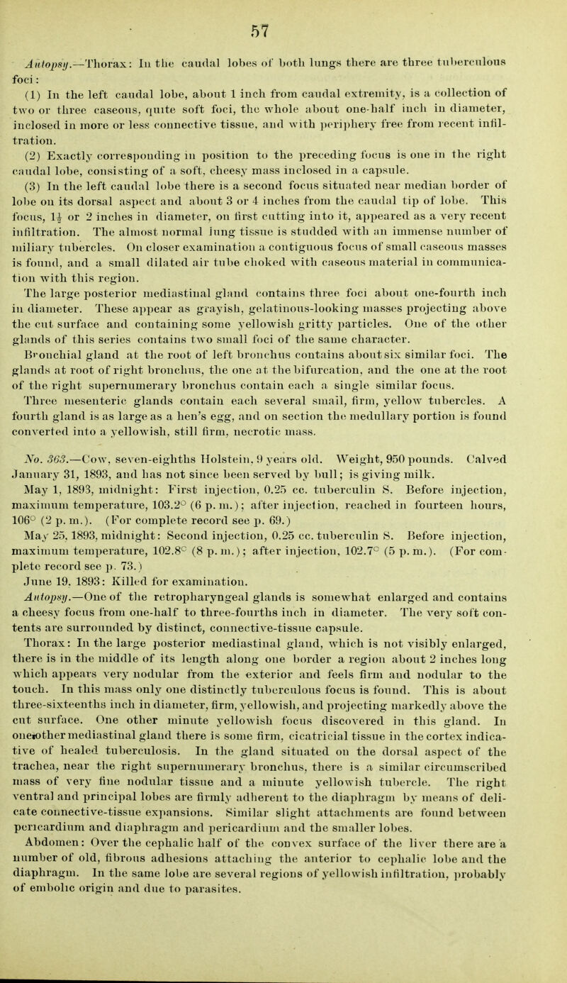 ^h/o^s(/.—Thorax: In the caudal lobes of both lungs there are three tubercnloua foci: (1) In the left caudal lobe, about 1 inch from caudal extremity, is a collection of two or three caseous, quite soft foci, the whole about one-half inch in diameter, inclosed in more or less connective tissue, and with pori])hery free from recent infil- tration. (2) Exactly corresponding in position to the ijreceding focus is one in the right caudal lobe, consisting of a soft, cheesy mass inclosed in a capsule. (3) In the left caudal lobe there is a second focus situated near median border of lobe on its dorsal aspect and about 3 or 4 inches from the caudal tip of lobe. This focus, 1| or 2 inches in diameter, on first cutting into it, appeared as a very recent infiltration. The almost normal lung tissue is studded with an immense number of miliary tubercles. On closer examination a contiguous focus of small caseous masses is found, and a small dilated air tube choked with caseous material in communica- tion with this region. The large posterior mediastinal gland contains three foci about one-fourth inch in diameter. These appear as grayish, gelatinous-looking masses projecting above the cut surface and containing some yellowish gritty particles. One of the other glands of this series contains two small foci of the same character. Brouchial gland at the root of left bronchus contains about six similar foci. The glands at root of right bronchus, the one a t the bifurcation, and the one at the root of the right supernumerary bronchus contain each a single similar focus. Three mesenteric glands contain each several small, firm, yellow tubercles. A fourth gland is as large as a lien's egg, and on section the medullary portion is found converted into a yellowish, still firm, necrotic mass. No. 363.—Cow, seven-eighths Holstein. 9 years old. Weight, 950xiounds. Calved January 31, 1893, and has not since been served by bull; is giving milk. May 1, 1893, midnight: First injection, 0.2,5 cc. tuberculin S. Before injection, maximum temperature, 103.2*^ (6 p. m.); alter injection, reached in fourteen hours, 106° (2 p. m.). (For complete record see j). 69.) May 25,1893, midnight: Second injection, 0.25 cc. tuberculin 8. Before injection, maximum temperature, 102.8'^ (8 p. m.); after injection, 102.7° (5 p. m.). (For com- plete record see p, 73.) June 19, 1893: Killed for examination. Aaiopsy.—One of tlie retropharyngeal glands is somewhat enlarged and contains a cheesy focus from one-half to three-fourths inch in diameter. The very soft con- tents are surrounded by distinct, connective-tissue capsule. Thorax: In the large posterior mediastinal gland, which is not visibly enlarged, there is in the middle of its length along one border a region about 2 inches long which appears very nodular from the exterior and feels firm and nodular to the touch. In this mass only one distinctly tuberculous focus is found. This is about three-sixteenths inch in diameter, firm, yellowish, and projecting markedly above the cut surface. One other minute yellowish focus discovered in this gland. In oneiother mediastinal gland there is some firm, cicatricial tissue in the cortex indica- tive of healed tuberculosis. In the gland situated on the dorsal aspect of the trachea, near the right supernumerary bronchus, there is a similar circumscribed mass of very tine nodular tissue and a minute yellowish tubercle. The right ventral and principal lobes are tirmly adherent to the diaphragm by means of deli- cate connective-tissue expansions. Similar slight attachments are found between pericardium and diaphragm and pericardium and the smaller lobes. Abdomen: Over the cephalic half of the convex surface of the liver there are a number of old, fibrous adhesions attaching the anterior to cephalic lobe and the diaphragm. In the same lobe are several regions of yellowish infiltration, ])robably of embolic origin and due to parasites.