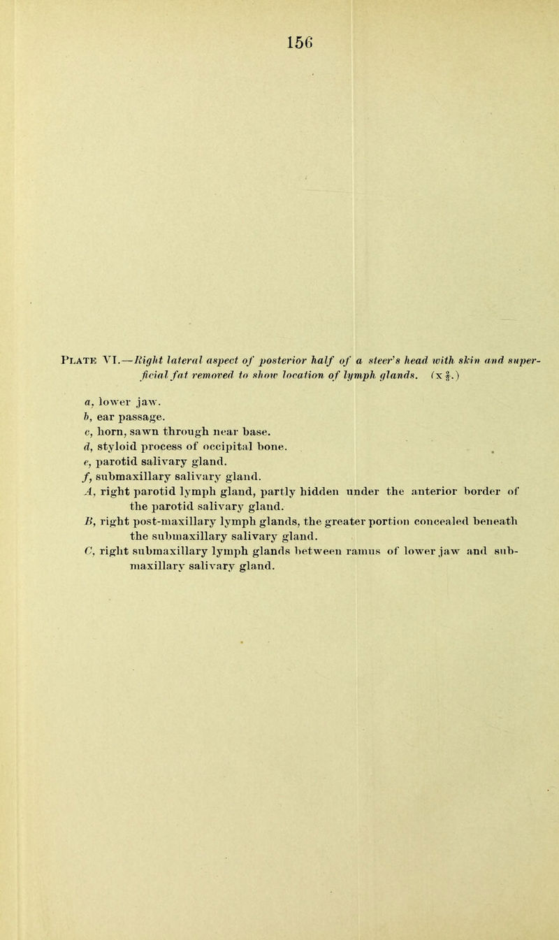156 Plate YT, — Right lateral aspect of posterior half of a steer's head with slciri and super- ficial fat removed to show location of lymph glands, (^xf.) a, lower jaw. h, ear passage. c, horn, sawn through near base. d, styloid jirocess of occipital bone. e, parotid salivary gland. /, submaxillary salivary gland. A, right parotid lymph gland, partly hidden under the anterior border of the parotid salivary gland. B, right post-maxillary lymph glands, the greater portion concealed beneath the submaxillary salivary gland. C, right submaxillary lymph glands between ramus of lower jaw and sub- maxillary salivary gland.