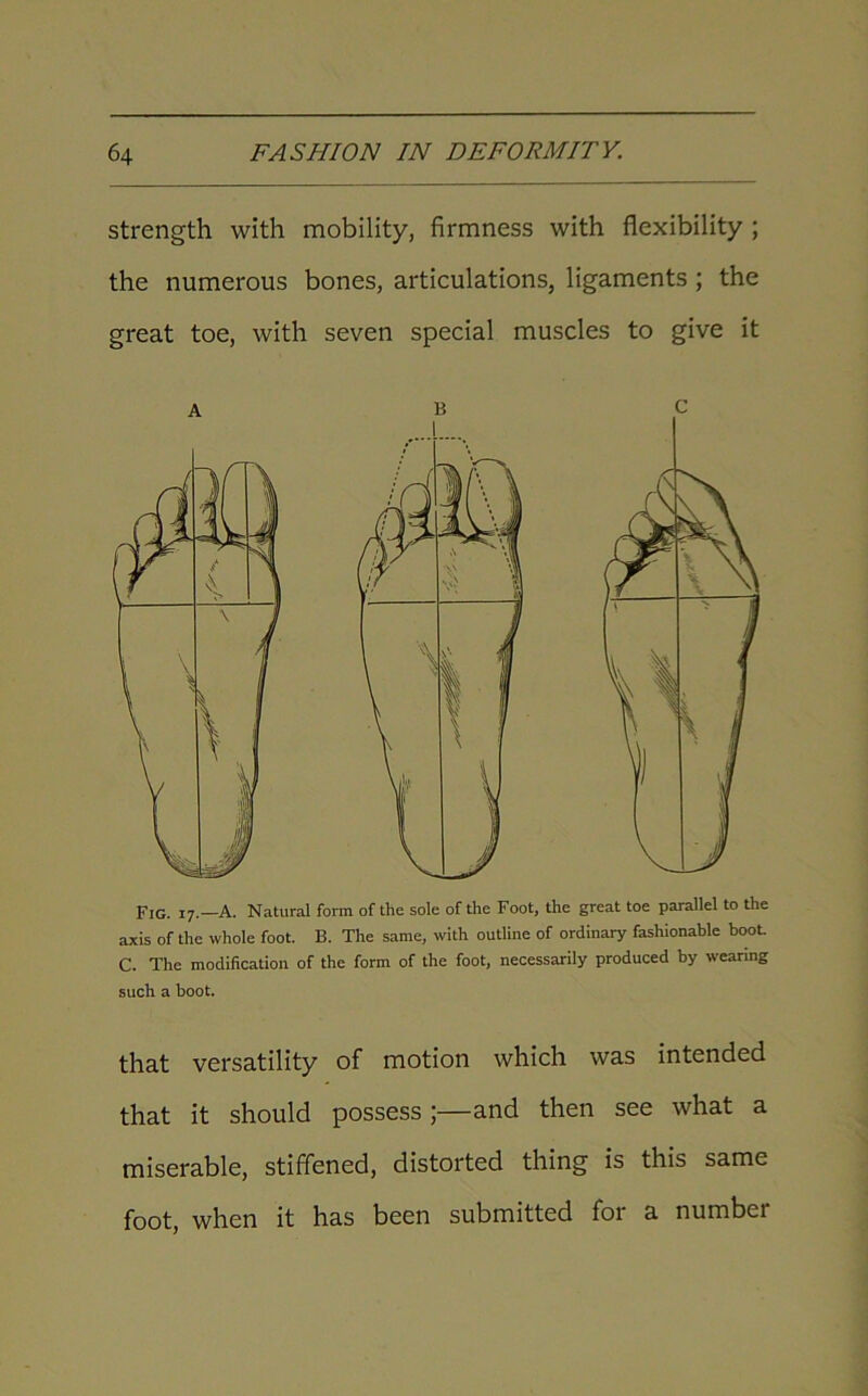 strength with mobility, firmness with flexibility ; the numerous bones, articulations, ligaments ; the great toe, with seven special muscles to give it Fig. 17.—A. Natural form of the sole of the Foot, the great toe parallel to the axis of the whole foot. B. The same, with outline of ordinary fashionable boot C. The modification of the form of the foot, necessarily produced by wearing such a boot. that versatility of motion which was intended that it should possess ;—and then see what a miserable, stiffened, distorted thing is this same foot, when it has been submitted for a number