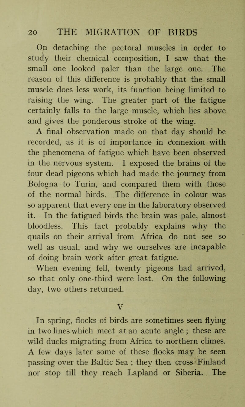 On detaching the pectoral muscles in order to study their chemical composition, I saw that the small one looked paler than the large one. The reason of this difference is probably that the small muscle does less work, its function being limited to raising the wing. The greater part of the fatigue certainly falls to the large muscle, which lies above and gives the ponderous stroke of the wing. A final observation made on that day should be recorded, as it is of importance in donnexion with the phenomena of fatigue which have been observed in the nervous system. I exposed the brains of the four dead pigeons which had made the journey from Bologna to Turin, and compared them with those of the normal birds. The difference in colour was so apparent that every one in the laboratory observed it. In the fatigued birds the brain was pale, almost bloodless. This fact probably explains why the quails on their arrival from Africa do not see so well as usual, and why we ourselves are incapable of doing brain work after great fatigue. When evening fell, twenty pigeons had arrived, so that only one-third were lost. On the following day, two others returned. V In spring, flocks of birds are sometimes seen flying in two lines which meet at an acute angle ; these are wild ducks migrating from Africa to northern climes. A few days later some of these flocks may be seen passing over the Baltic Sea ; they then cross Finland nor stop till they reach Lapland or Siberia. The